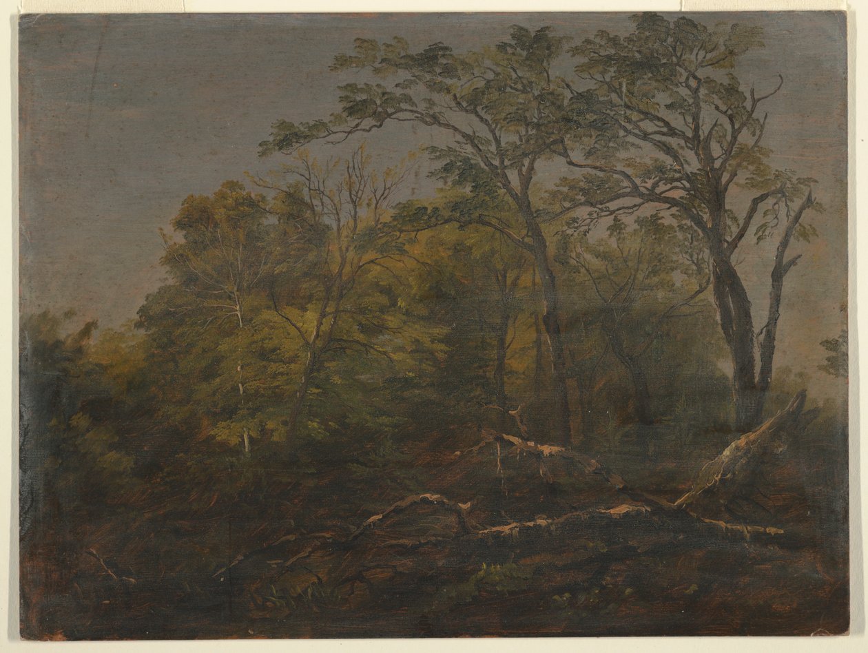 Rysunek, Maine Woods, 1845-55 autorstwa Frederic Edwin Church