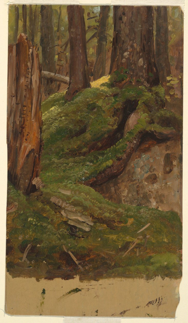 Rysunek, Maine - lasy, 1855-65 autorstwa Frederic Edwin Church
