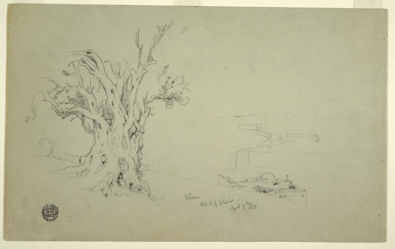 Rysunek, Drzewo oliwne, Góra Oliwna, kwiecień 1868 r. autorstwa Frederic Edwin Church
