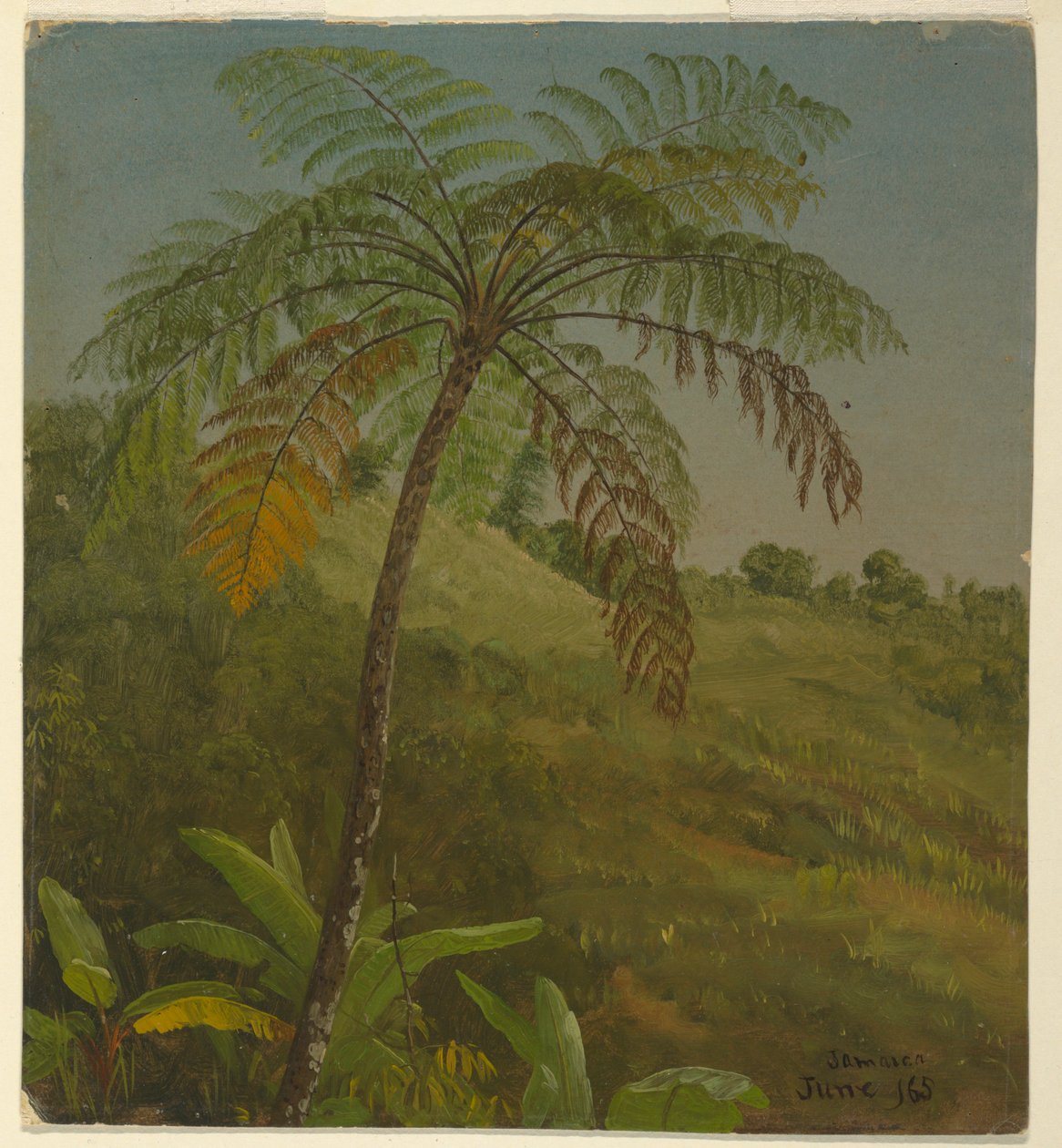 Rysunek, drzewo palmowe, Jamajka, czerwiec 1865 r. autorstwa Frederic Edwin Church