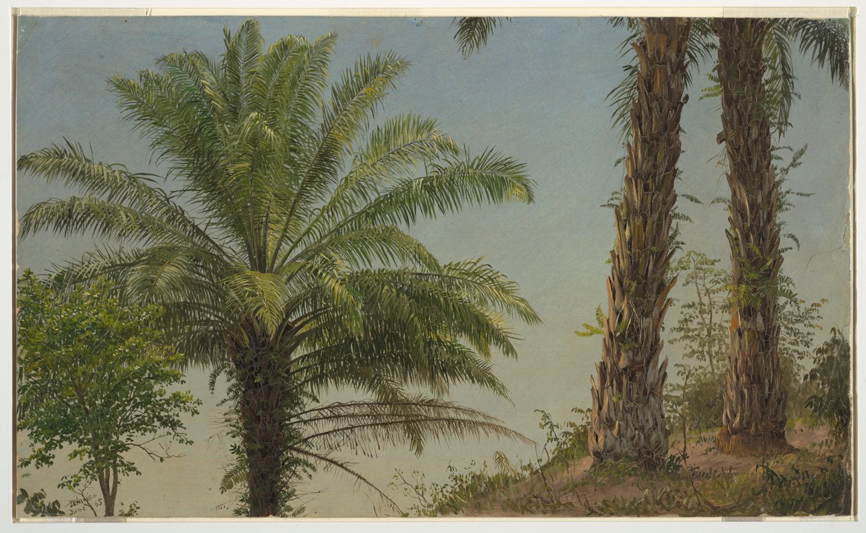 Rysunek, palmy, Jamajka, czerwiec 1865 r. autorstwa Frederic Edwin Church