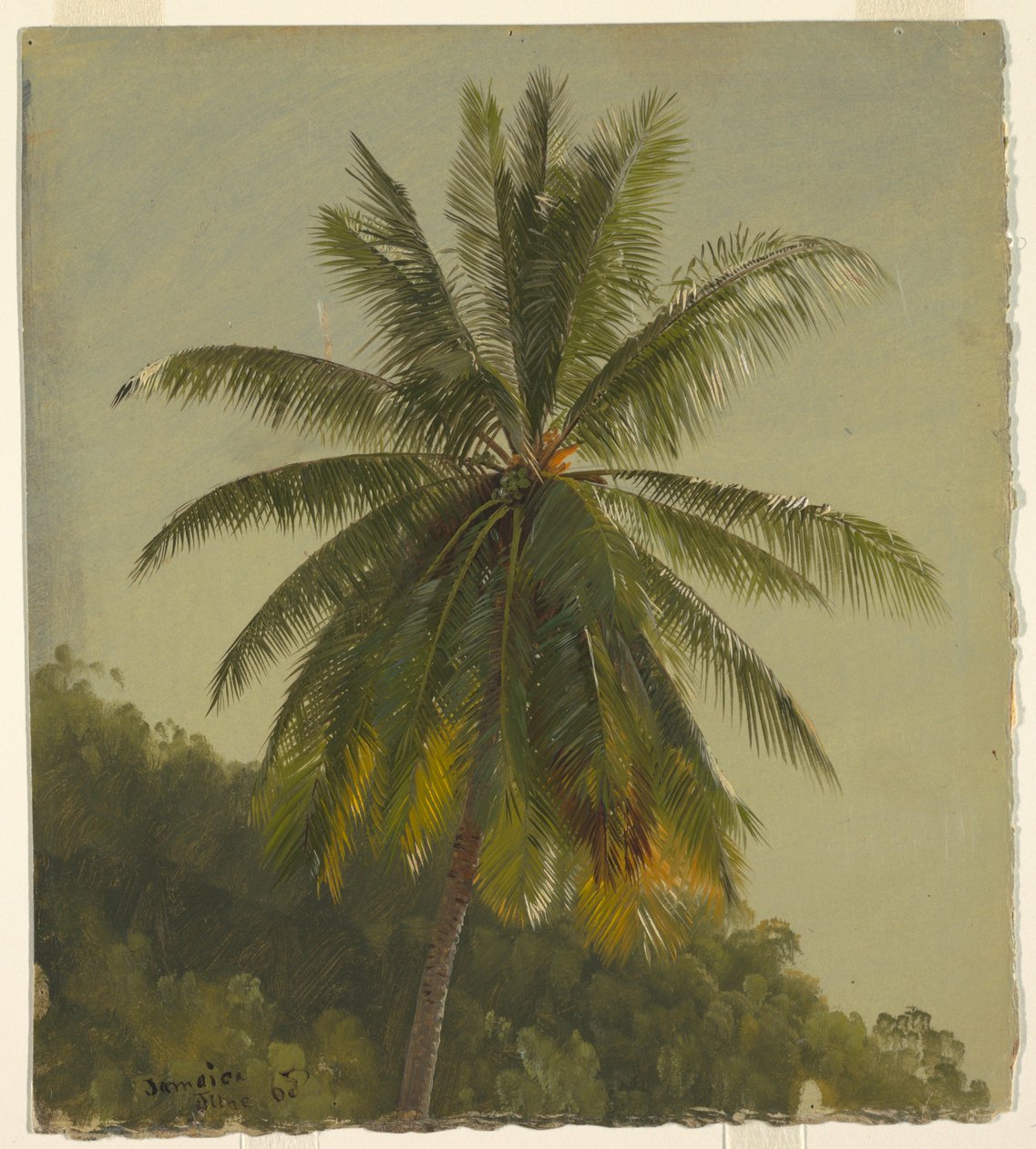 Rysunek, palmy, Indie Zachodnie, czerwiec 1865, 1865 autorstwa Frederic Edwin Church