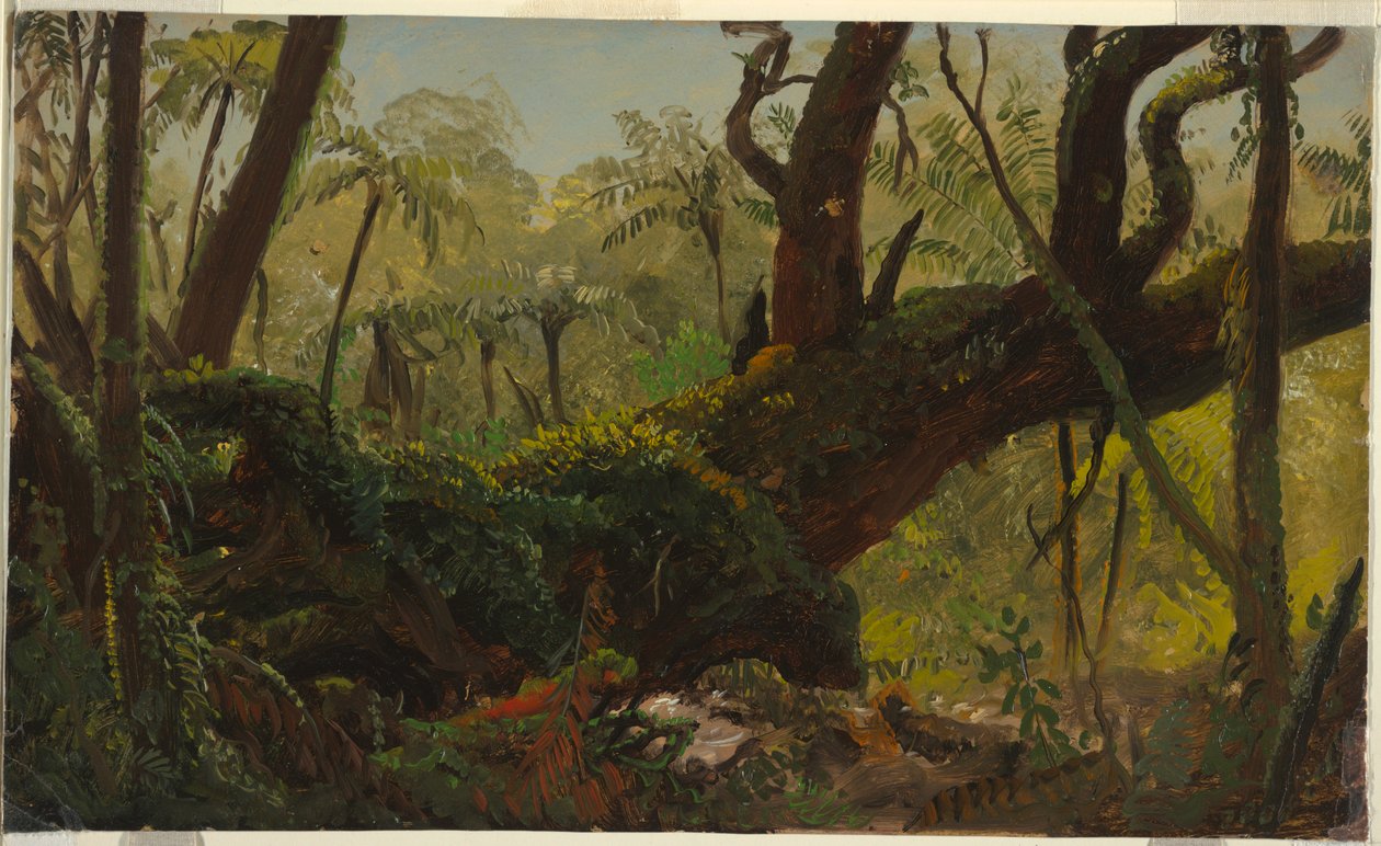 Rysunek, las deszczowy, Jamajka, Indie Zachodnie, kwiecień-sierpień 1865 r. autorstwa Frederic Edwin Church