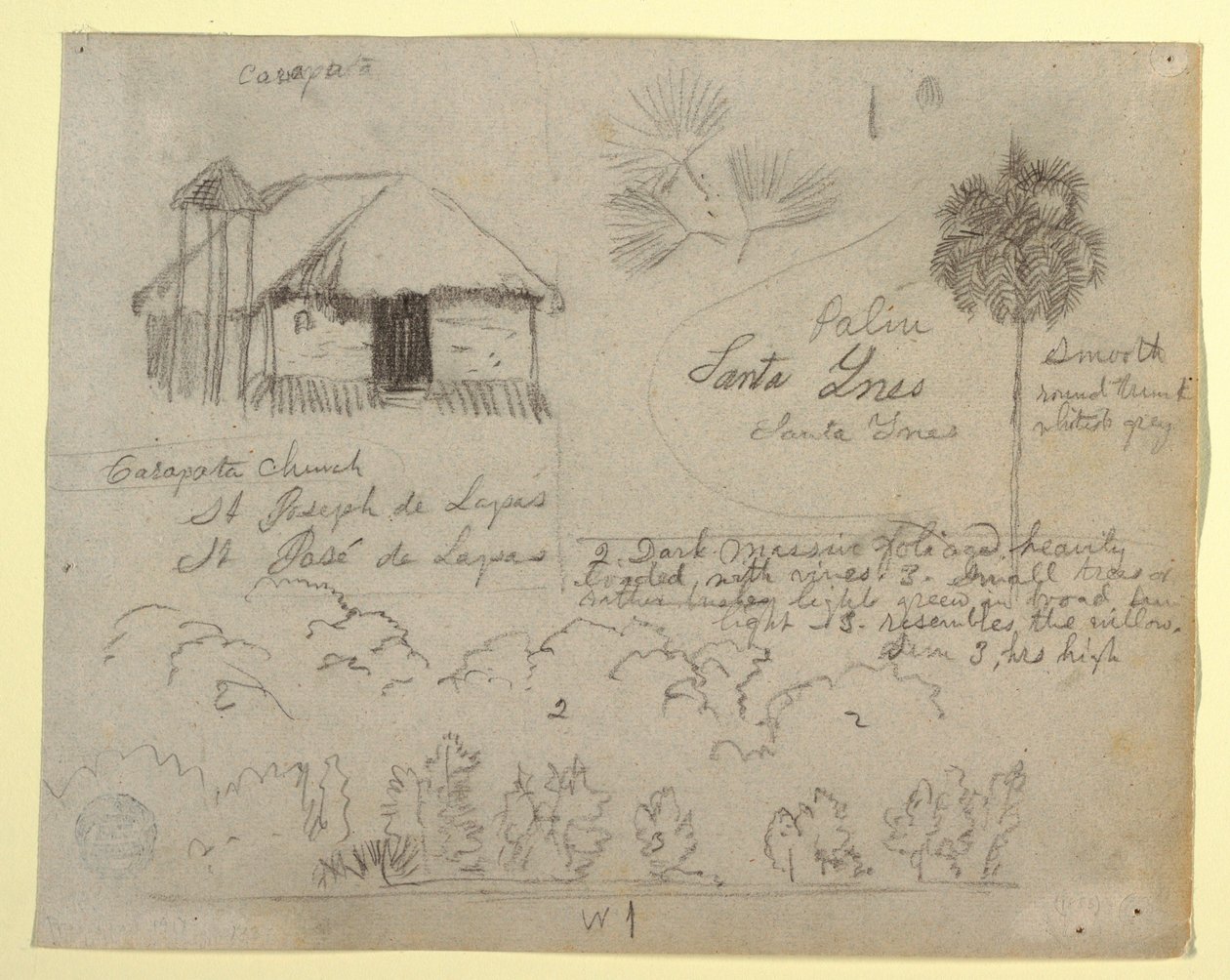 Rysunek, kościół San Jose de Lapas, Carapata i studia botaniczne, prawdopodobnie Kolumbia, 1853 r. autorstwa Frederic Edwin Church