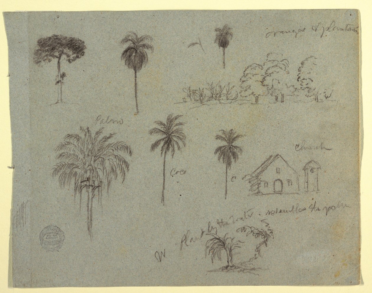 Rysunek, Szkice z Rio Magdalene, Kolumbia:  Studia botaniczne i kościół, maj 1853 r. autorstwa Frederic Edwin Church