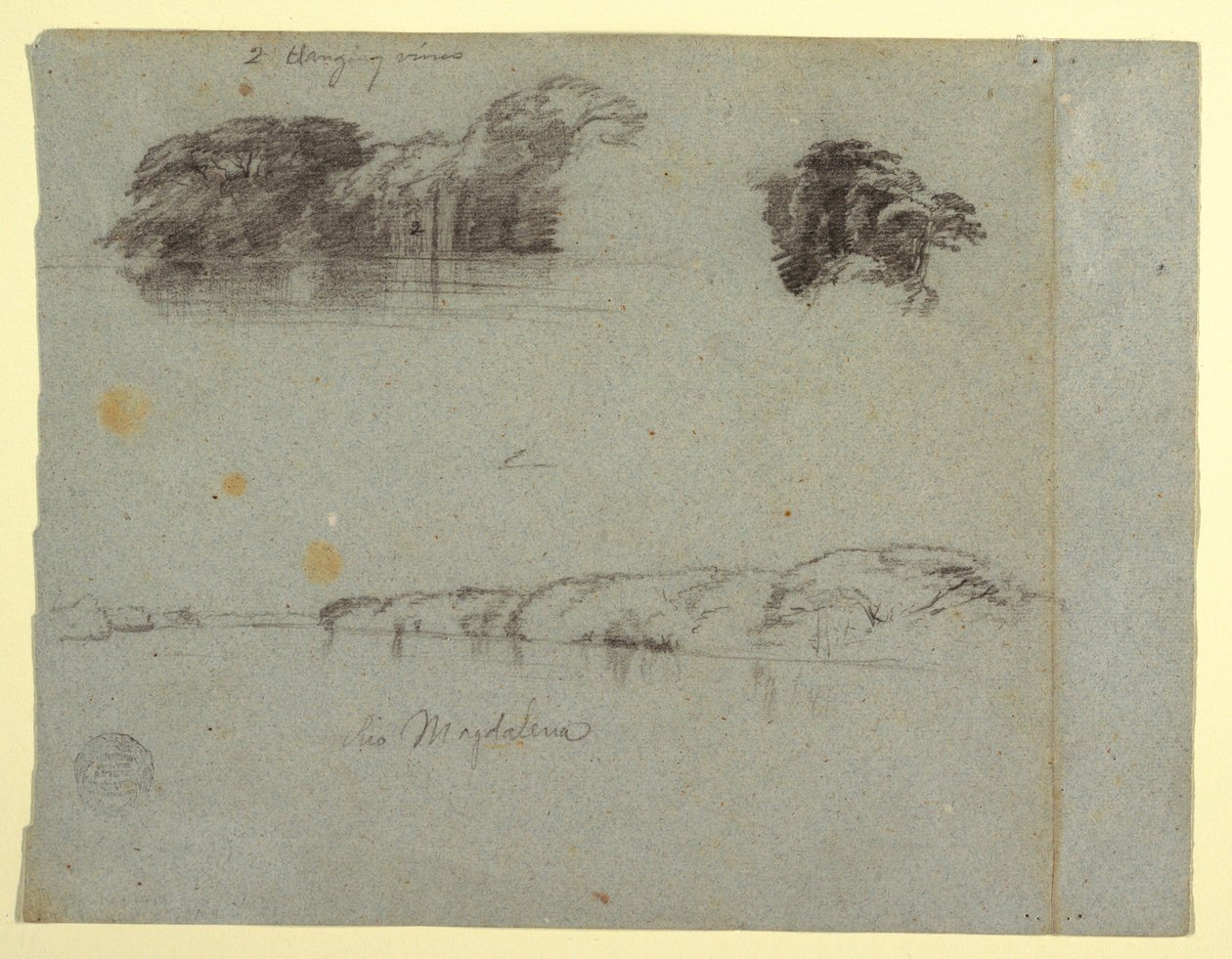 Rysunek, Szkice drzew, winorośli i brzegu Rio Magdalena, Kolumbia, 1853, prawdopodobnie maj autorstwa Frederic Edwin Church