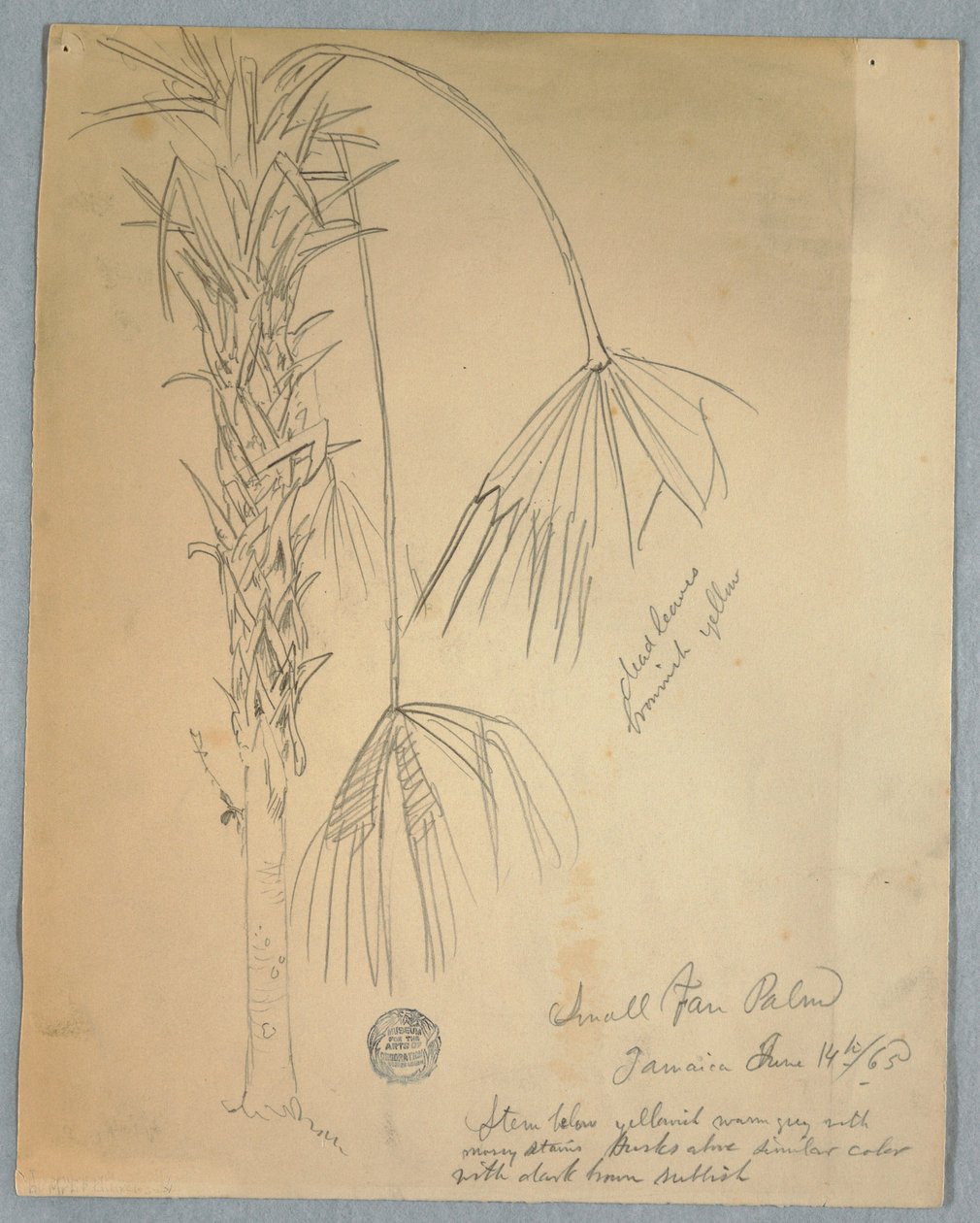 Rysunek, Small Fan Palm, Jamajka, 14 czerwca 1865 r. autorstwa Frederic Edwin Church