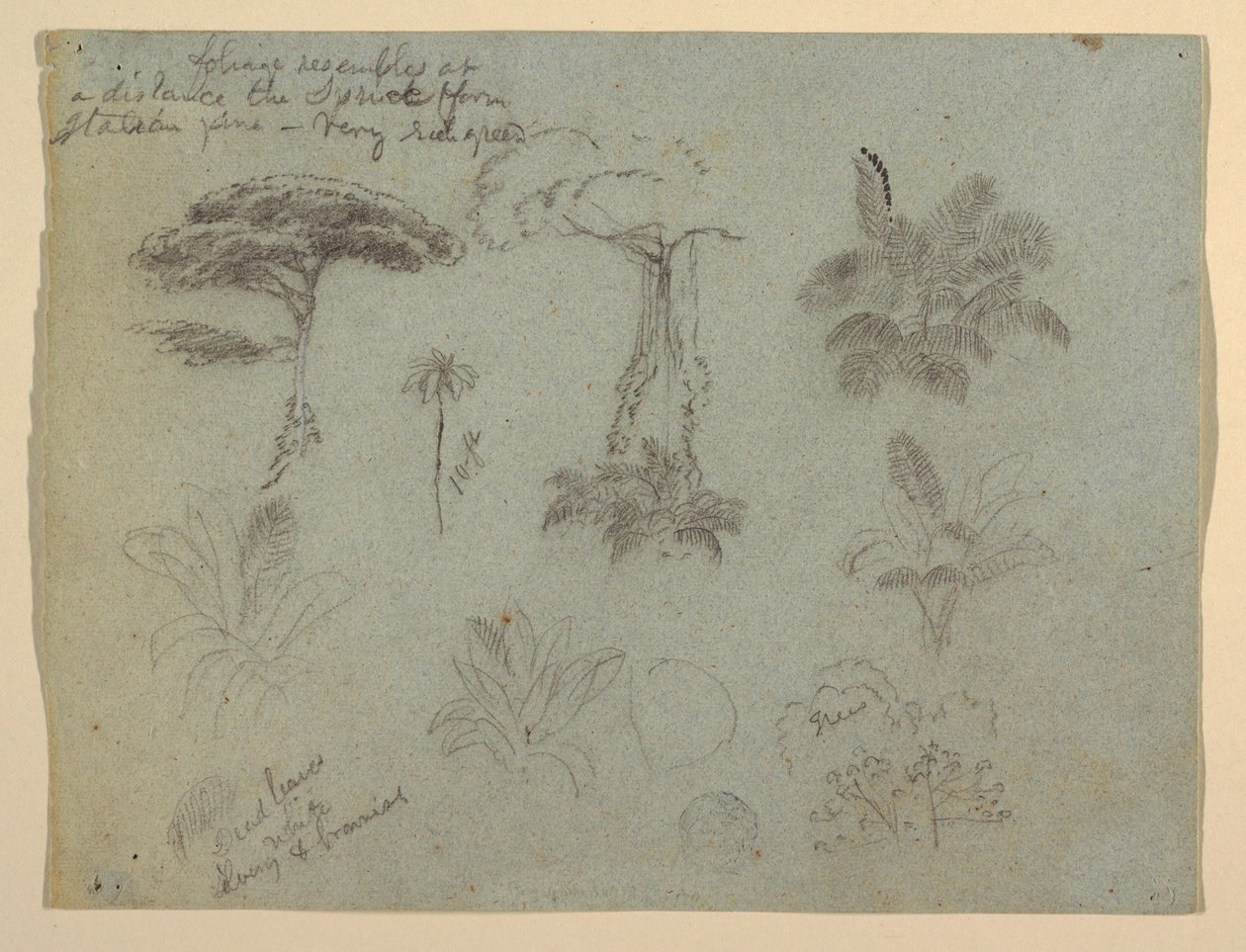 Rysunek, Studia drzew widziane z Rio Magadalena, Kolumbia, 1853 r.