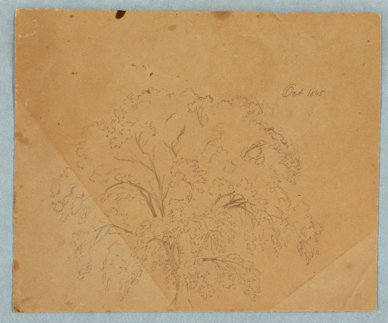 Rysunek, drzewo; Verso: Widok kościoła, dwie Angielki z 1636 r., studium konia, październik 1845 r. autorstwa Frederic Edwin Church