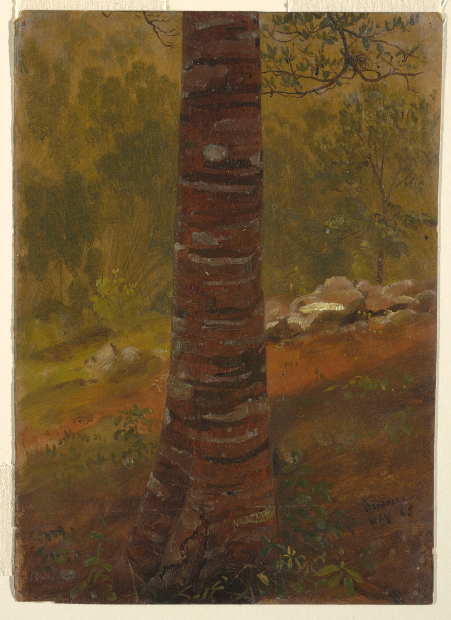 Rysunek, pień drzewa, maj 1865 r. autorstwa Frederic Edwin Church