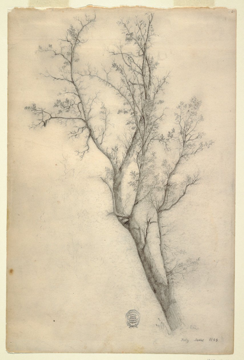 Rysunek Drzewo z wieloma konarami, lipiec 1844 r. autorstwa Frederic Edwin Church