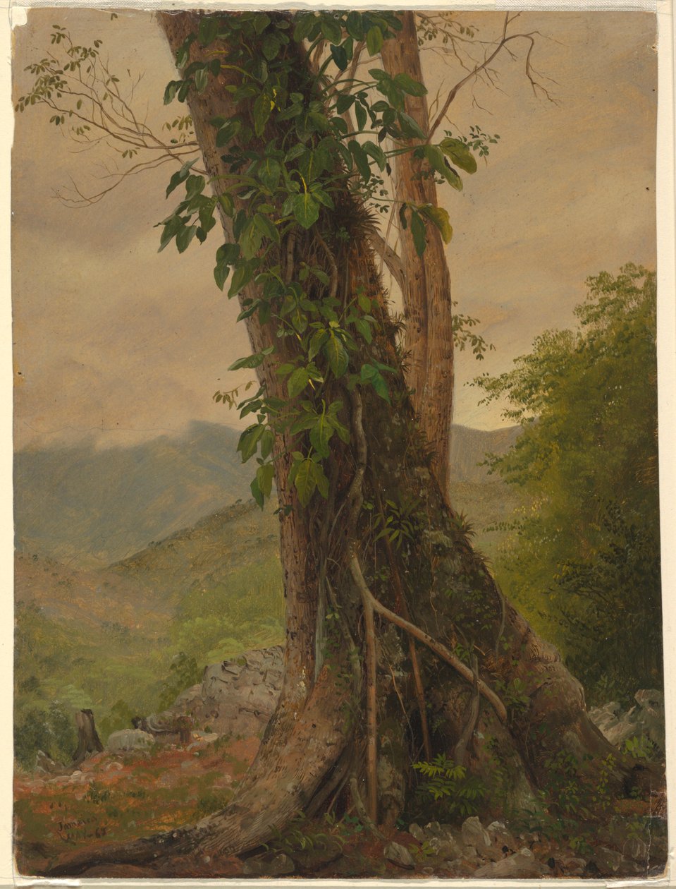 Rysunek, Drzewo z winoroślą, Jamajka, Indie Zachodnie, maj 1865 r. autorstwa Frederic Edwin Church