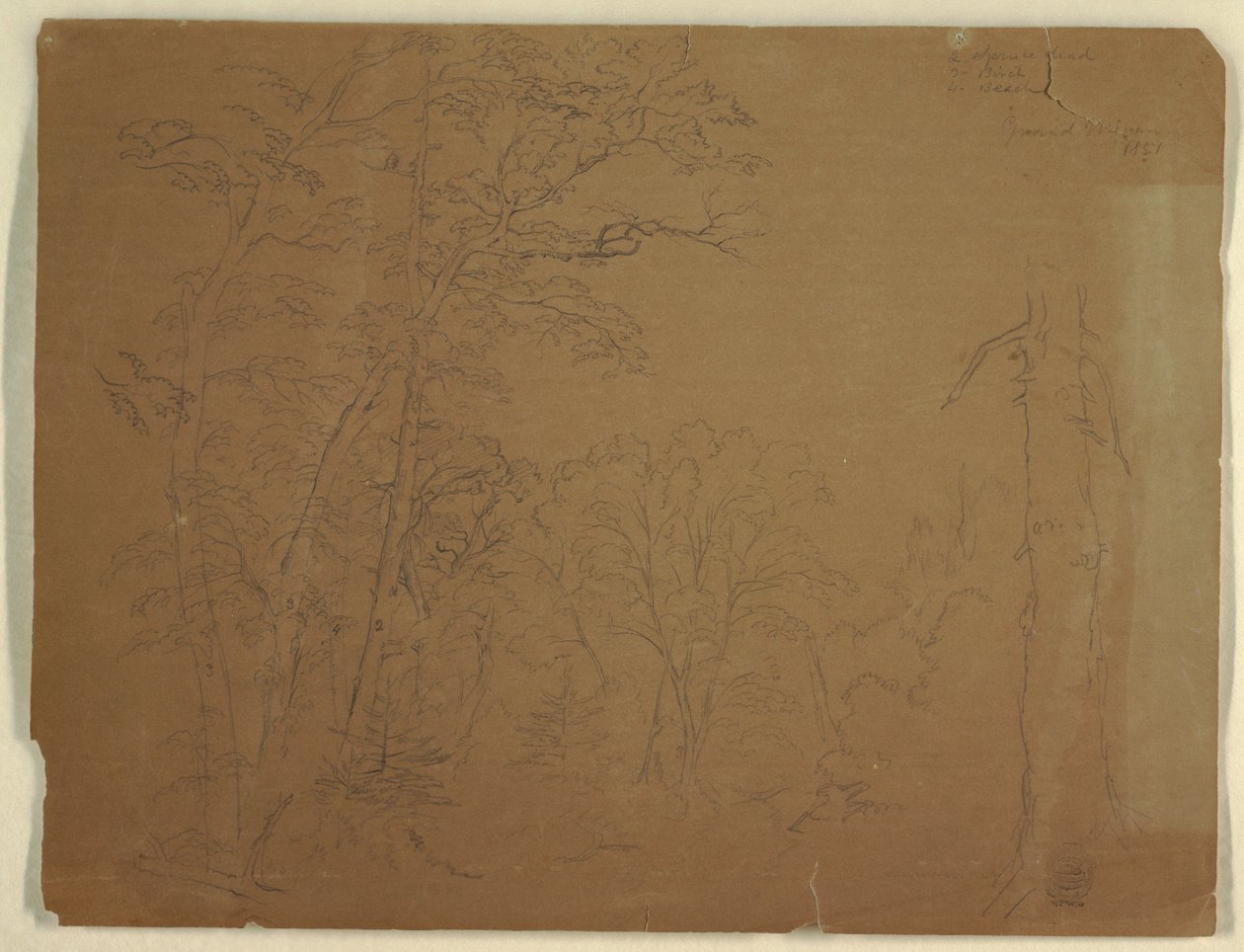 Rysunek, drzewa, wyspa Grand Manan, Kanada, 1851 r. autorstwa Frederic Edwin Church
