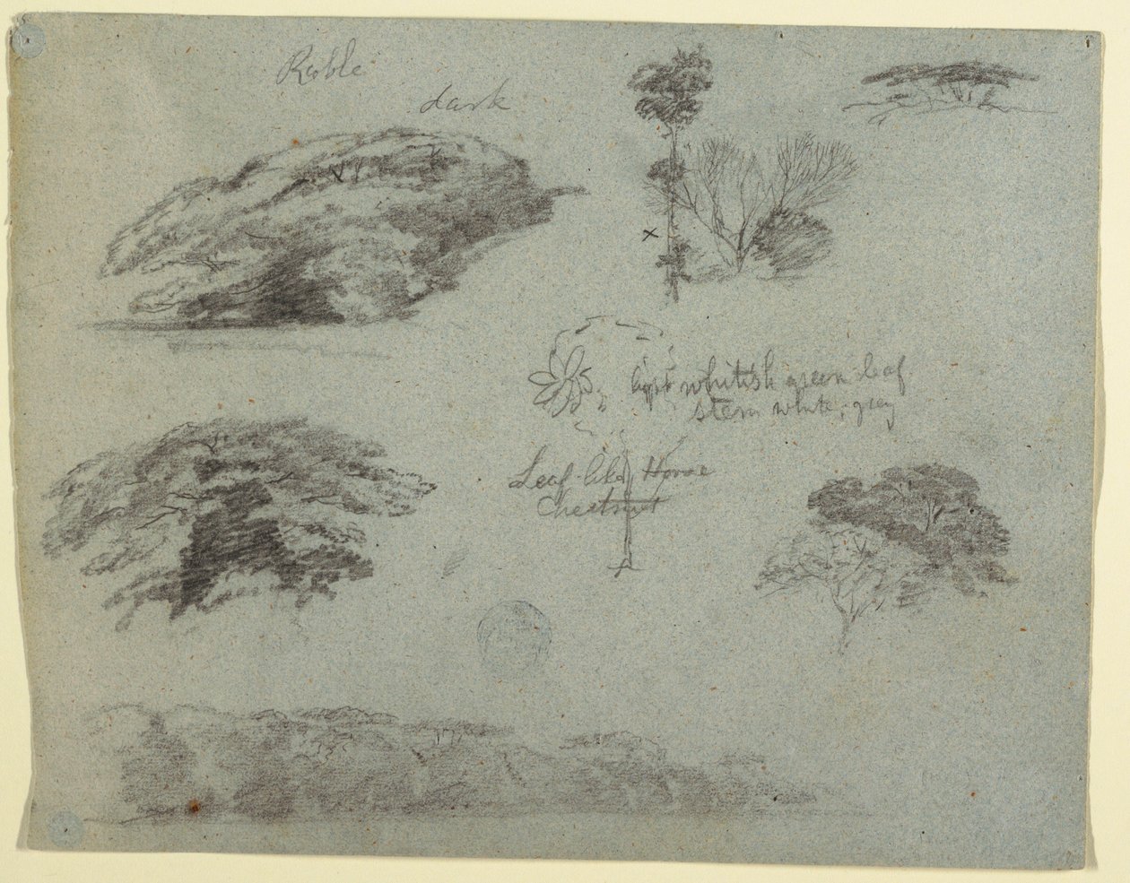 Rysunek, Drzewa, wierzchołki drzew i zalesiony brzeg, Saddleback, Maine, 1853 r. autorstwa Frederic Edwin Church