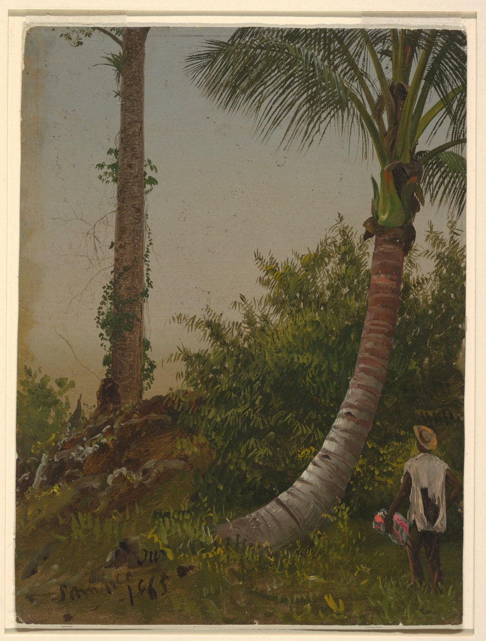 Rysunek, Drzewa na Jamajce, Indie Zachodnie, 1865 r. autorstwa Frederic Edwin Church