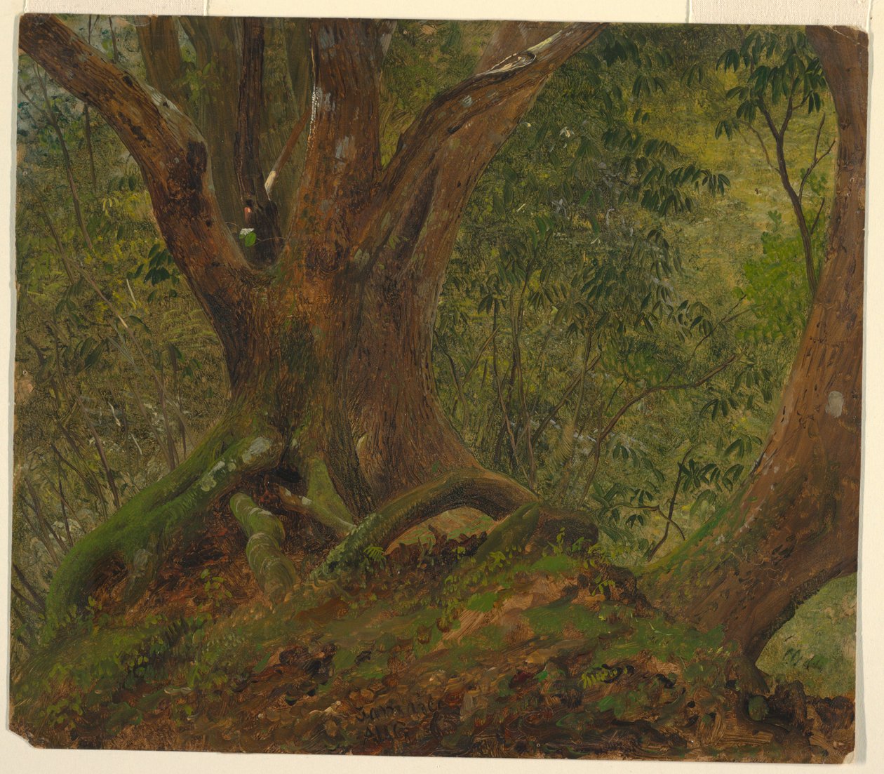 W lesie, Jamajka autorstwa Frederic Edwin Church