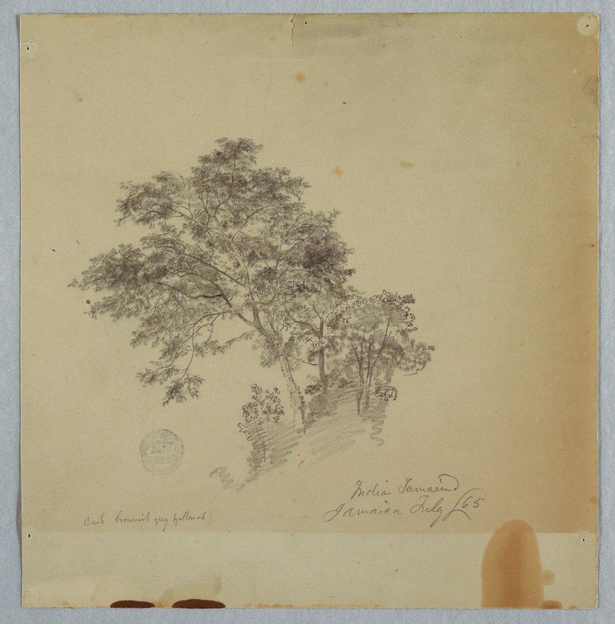 Indyjskie tamaryndowce, Jamajka autorstwa Frederic Edwin Church