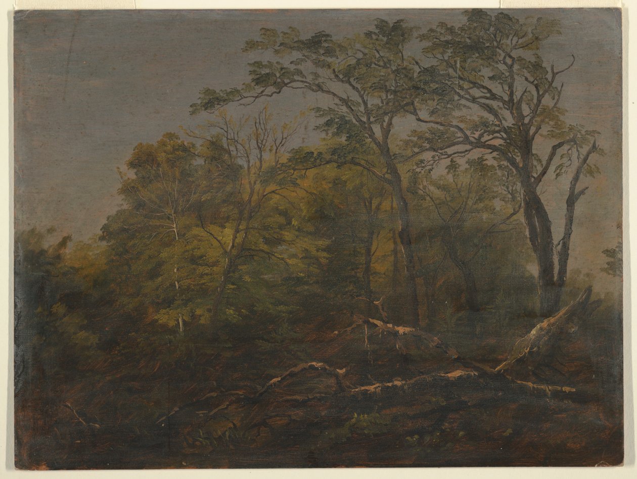 Lasy Maine autorstwa Frederic Edwin Church
