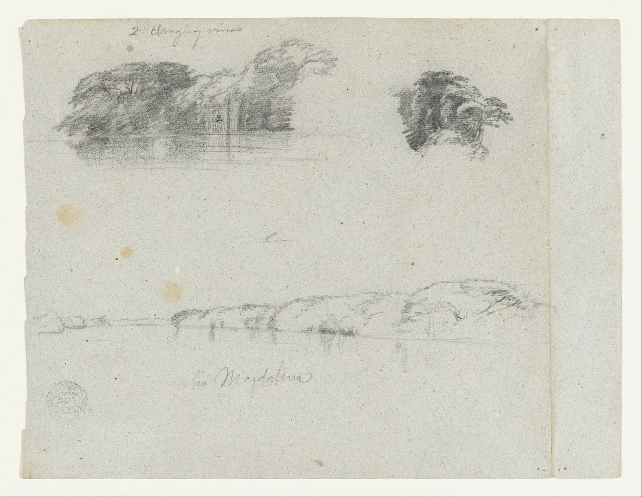 Szkice drzew, winorośli i brzegu Rio Magdalena, Kolumbia autorstwa Frederic Edwin Church