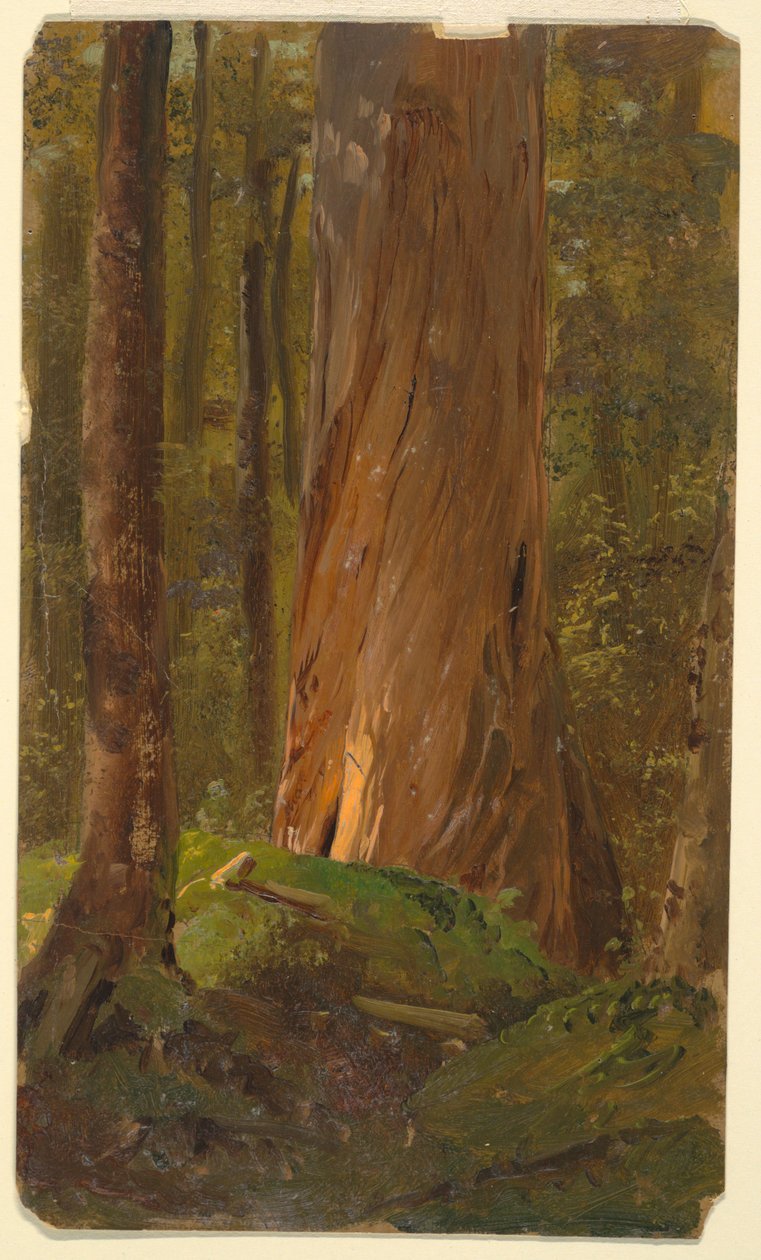 Studiuj w Maine Woods autorstwa Frederic Edwin Church