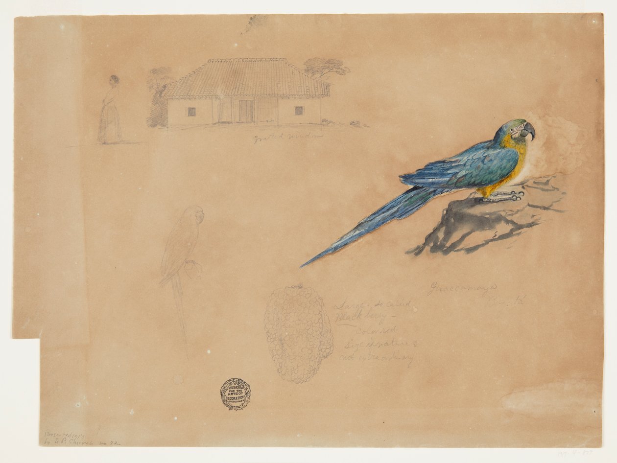 Studium Guacamaya, Bogoty, Kolumbii autorstwa Frederic Edwin Church