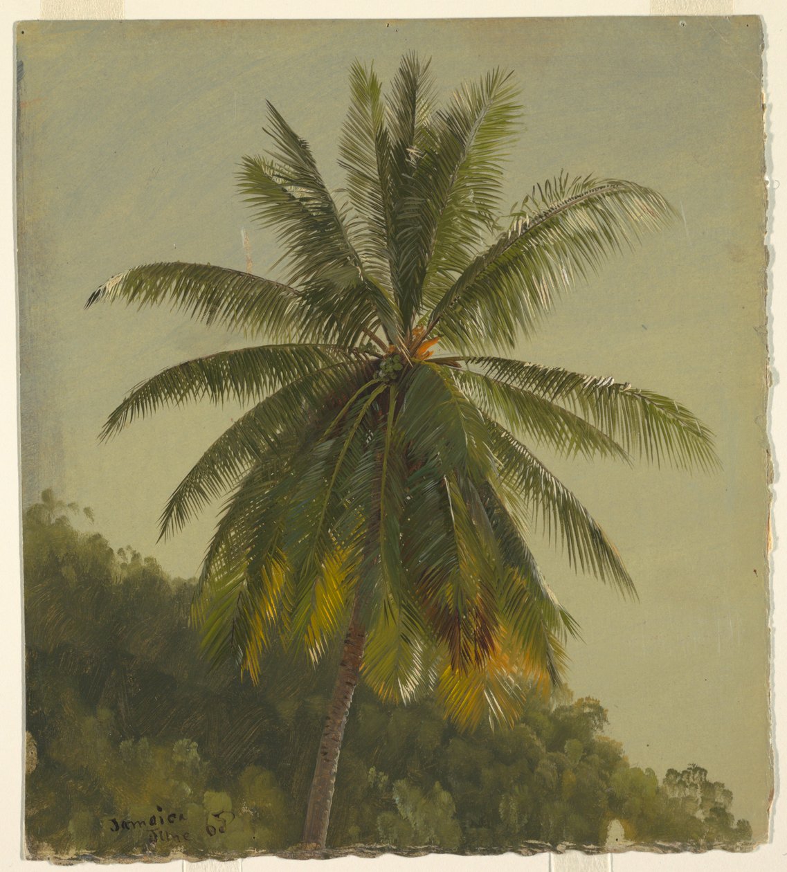 Studium Palmy, Jamajka autorstwa Frederic Edwin Church