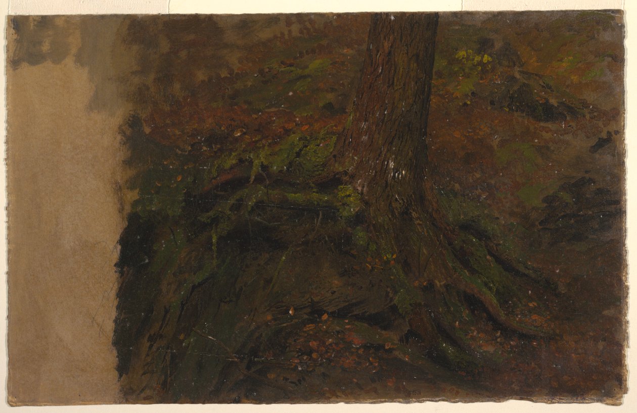 Badanie pnia drzewa autorstwa Frederic Edwin Church