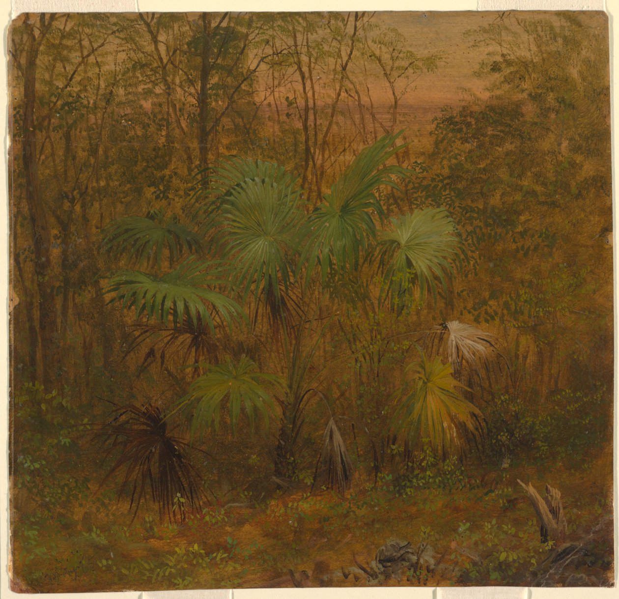 Thatch Palm, Jamajka autorstwa Frederic Edwin Church