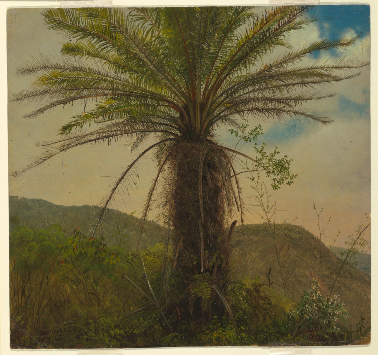 Paproć na drzewie, Jamajka, lipiec 1865 autorstwa Frederic Edwin Church
