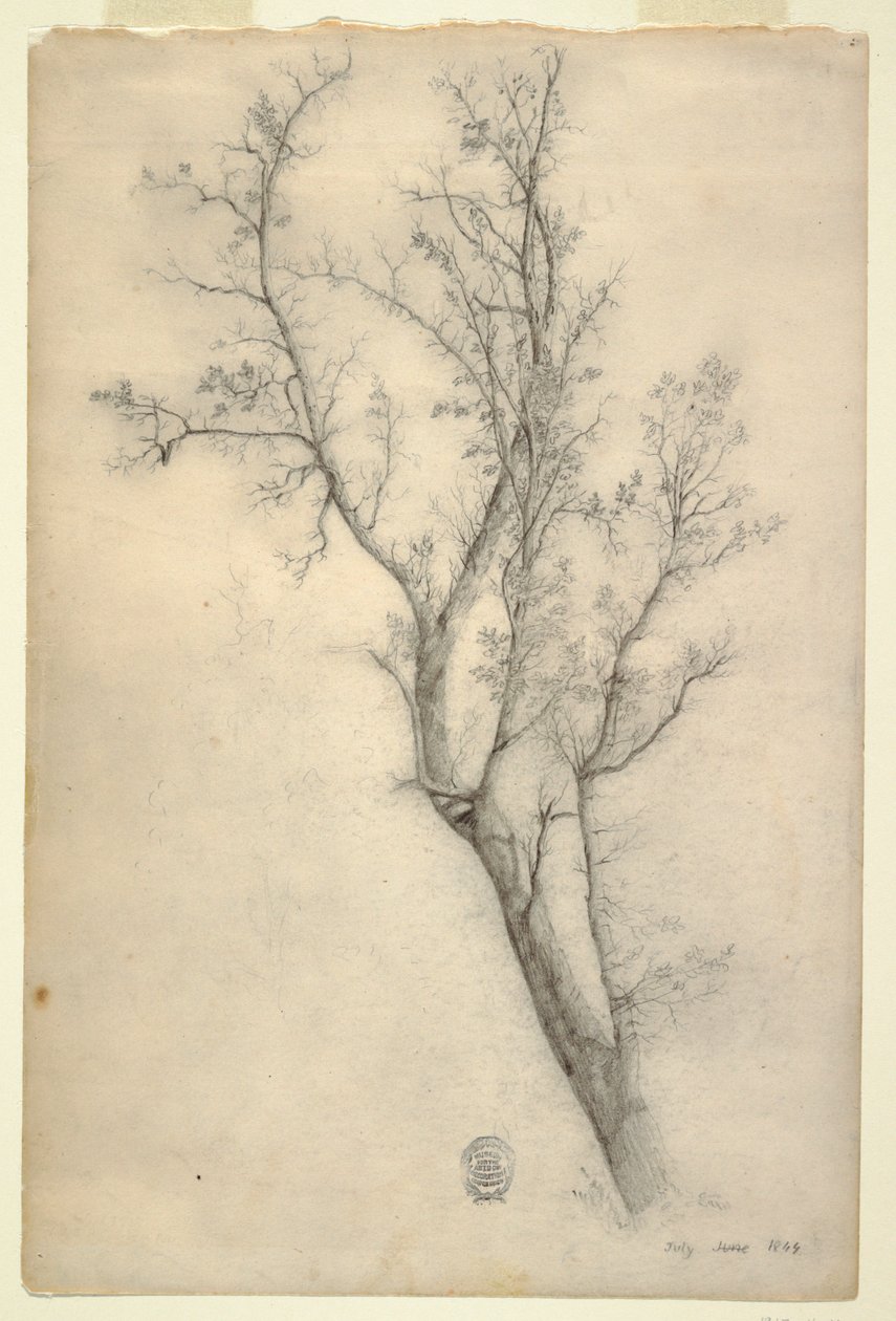 Drzewo z wieloma konarami autorstwa Frederic Edwin Church