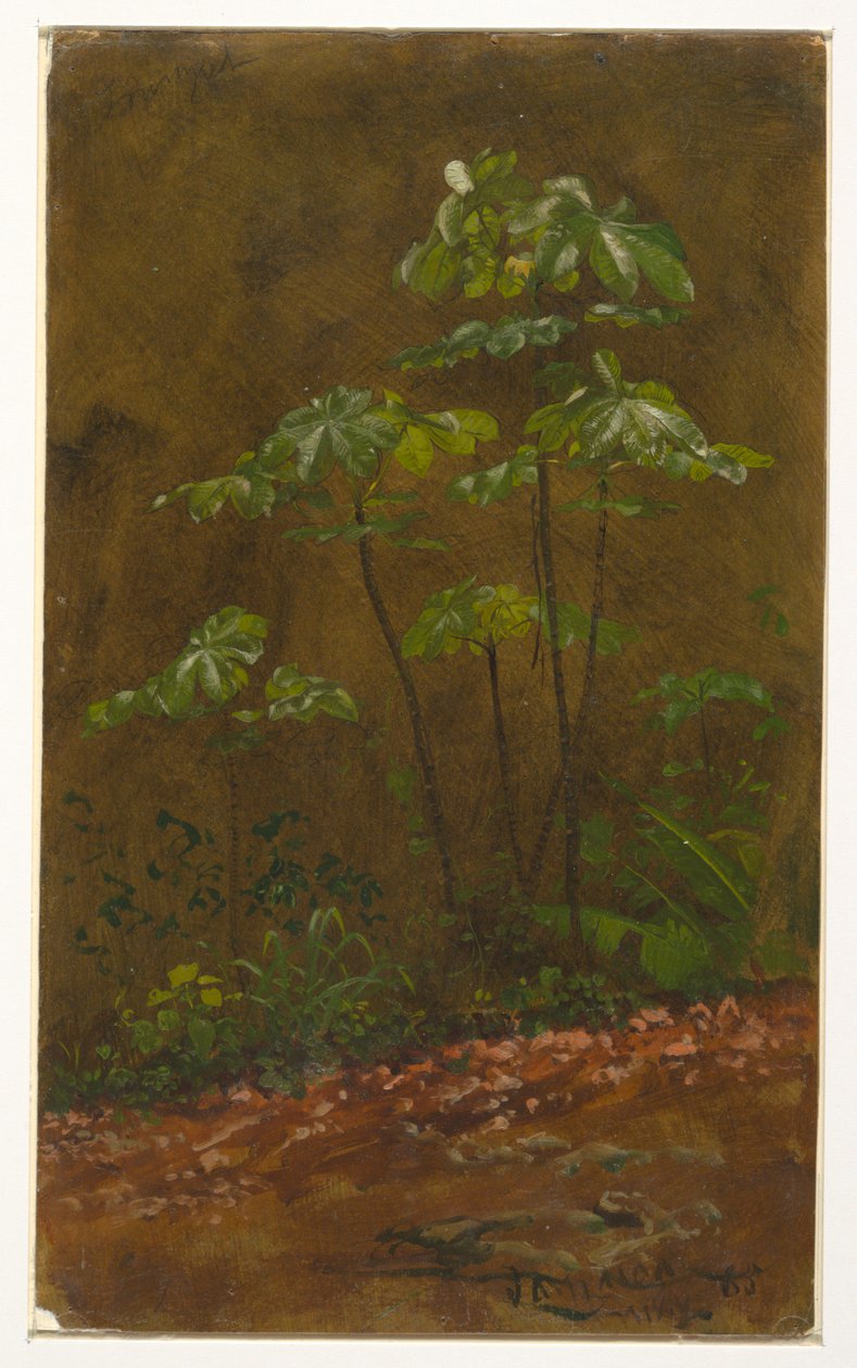 Drzewo trąbkowe, Jamajka autorstwa Frederic Edwin Church