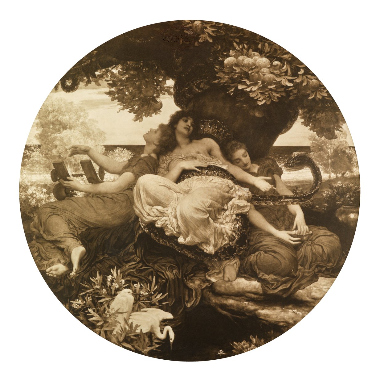 Ogród Hesperydów (fotograwiura) autorstwa Frederic Leighton