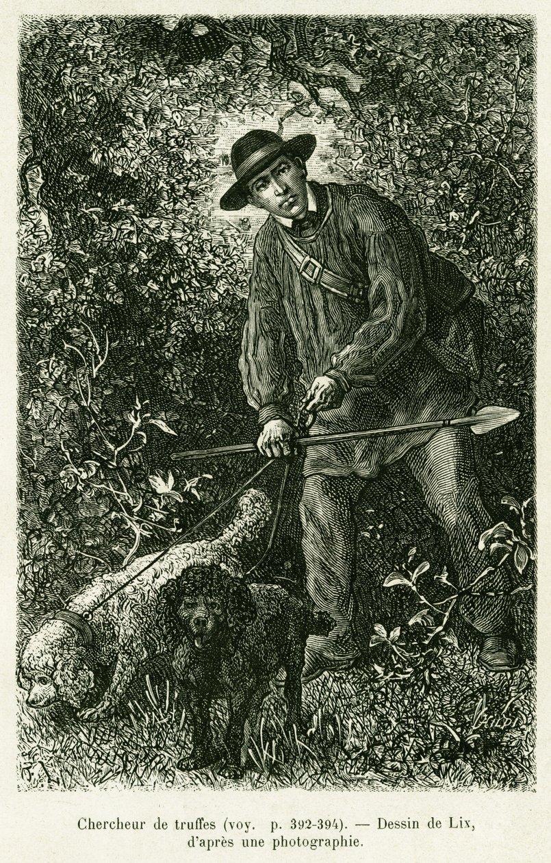 Poszukiwacz trufli. Grawer autorstwa Lixa ilustrujący opowiadanie A Through Alsace and Lorraine, Charlesa Grada, niemieckiego zastępcy, w 1884 roku, w tour du monde 1886, reżyserowanym przez Edouarda Chartona (1807-1890), Hachette, Paryż. autorstwa Frederic Theodore Lix