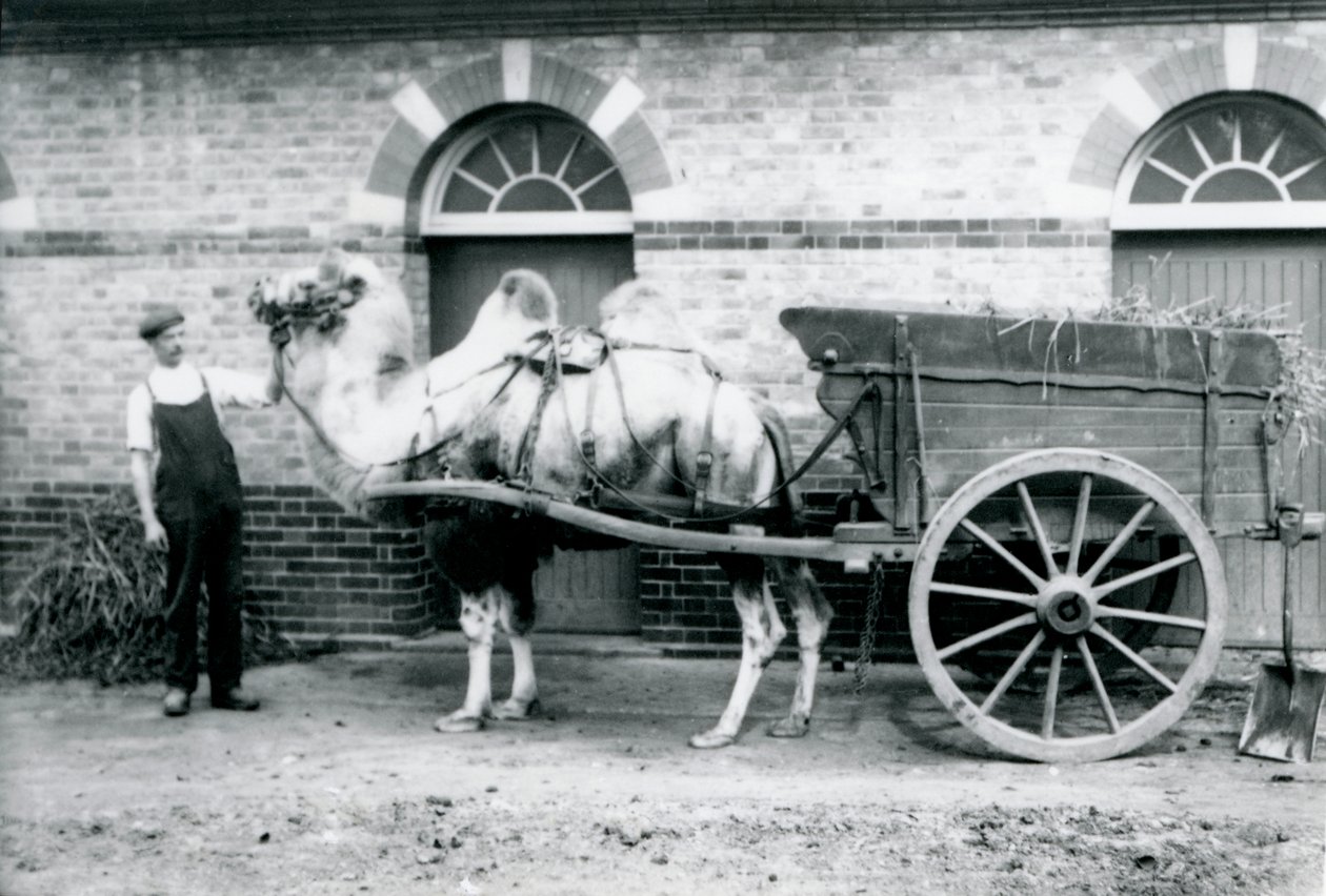 Wielbłąd dwugarbny ciągnący wóz z gnojem w londyńskim zoo, 1913 autorstwa Frederick William Bond