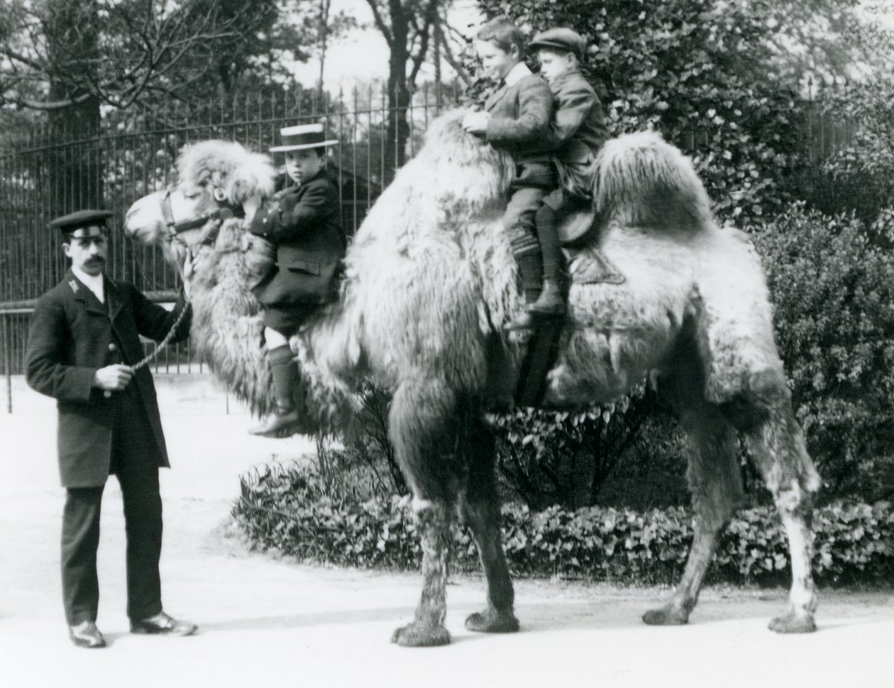 Przejażdżka na wielbłądach dwugarbnych w londyńskim zoo, ok. 1913 r. autorstwa Frederick William Bond