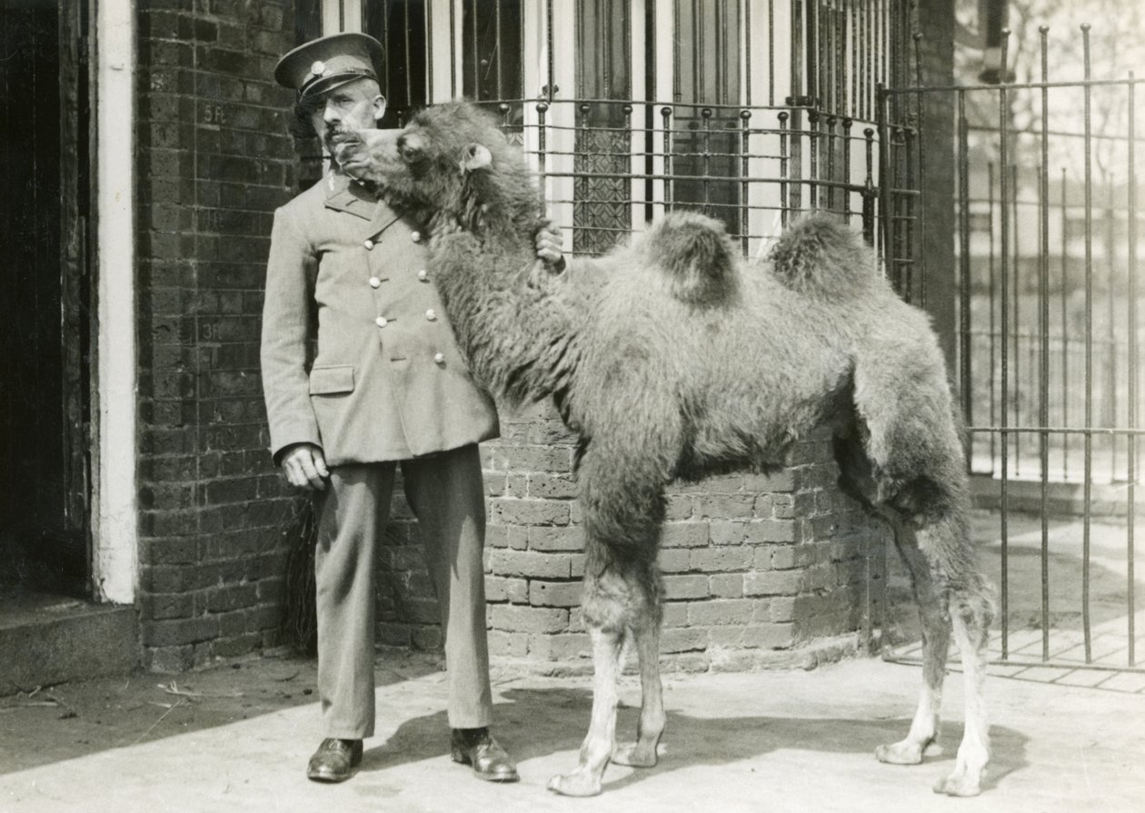 Cielę wielbłąda dwugarbnego z opiekunem, cztery tygodnie po urodzeniu w menażerii, londyńskie zoo, 1929 autorstwa Frederick William Bond