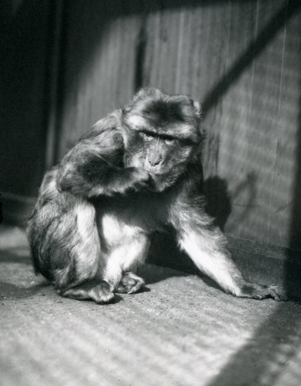 Małpa barbarzyńska w londyńskim zoo, marzec 1914 r. autorstwa Frederick William Bond