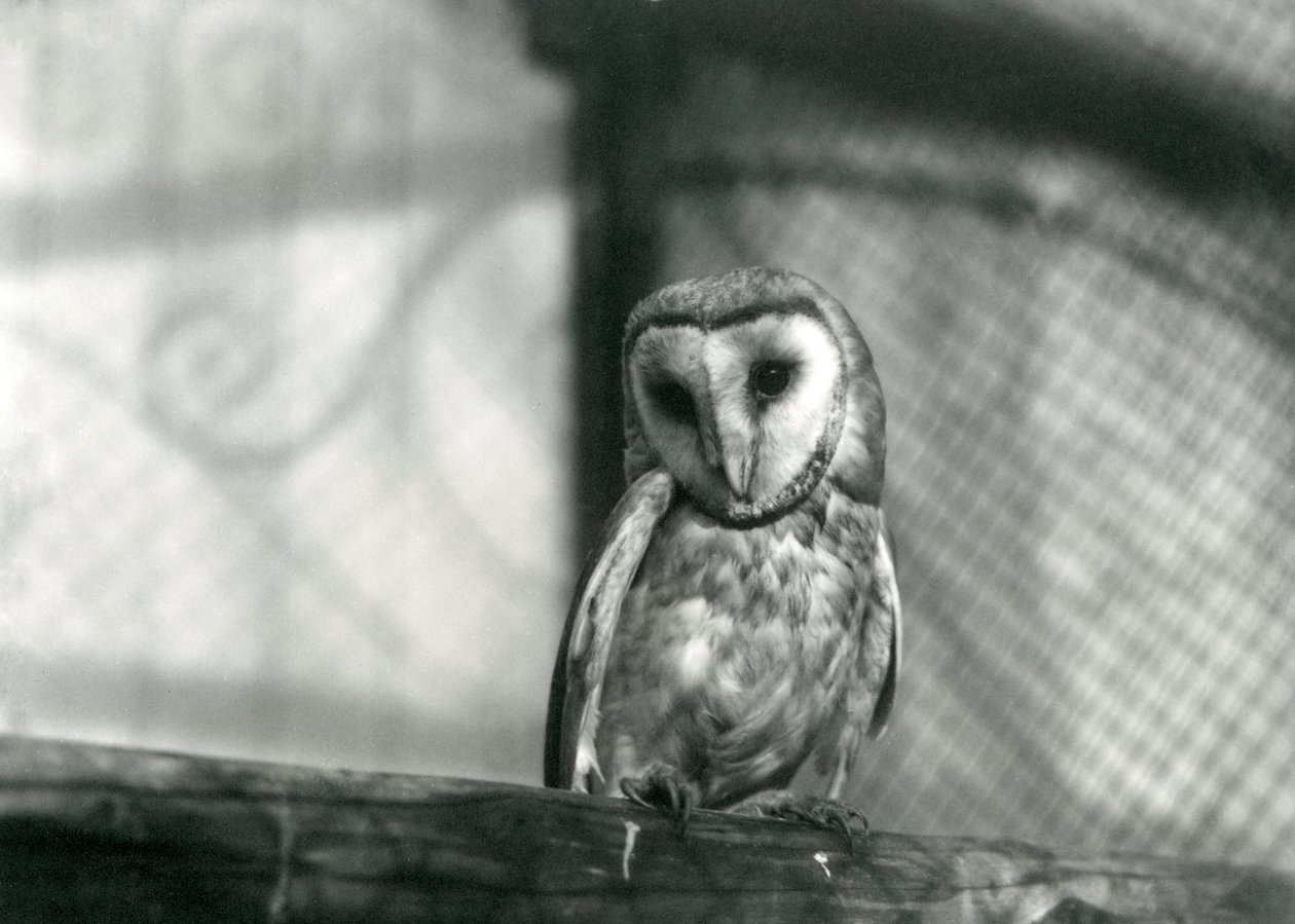 Płomykówka w londyńskim zoo, styczeń 1922 autorstwa Frederick William Bond