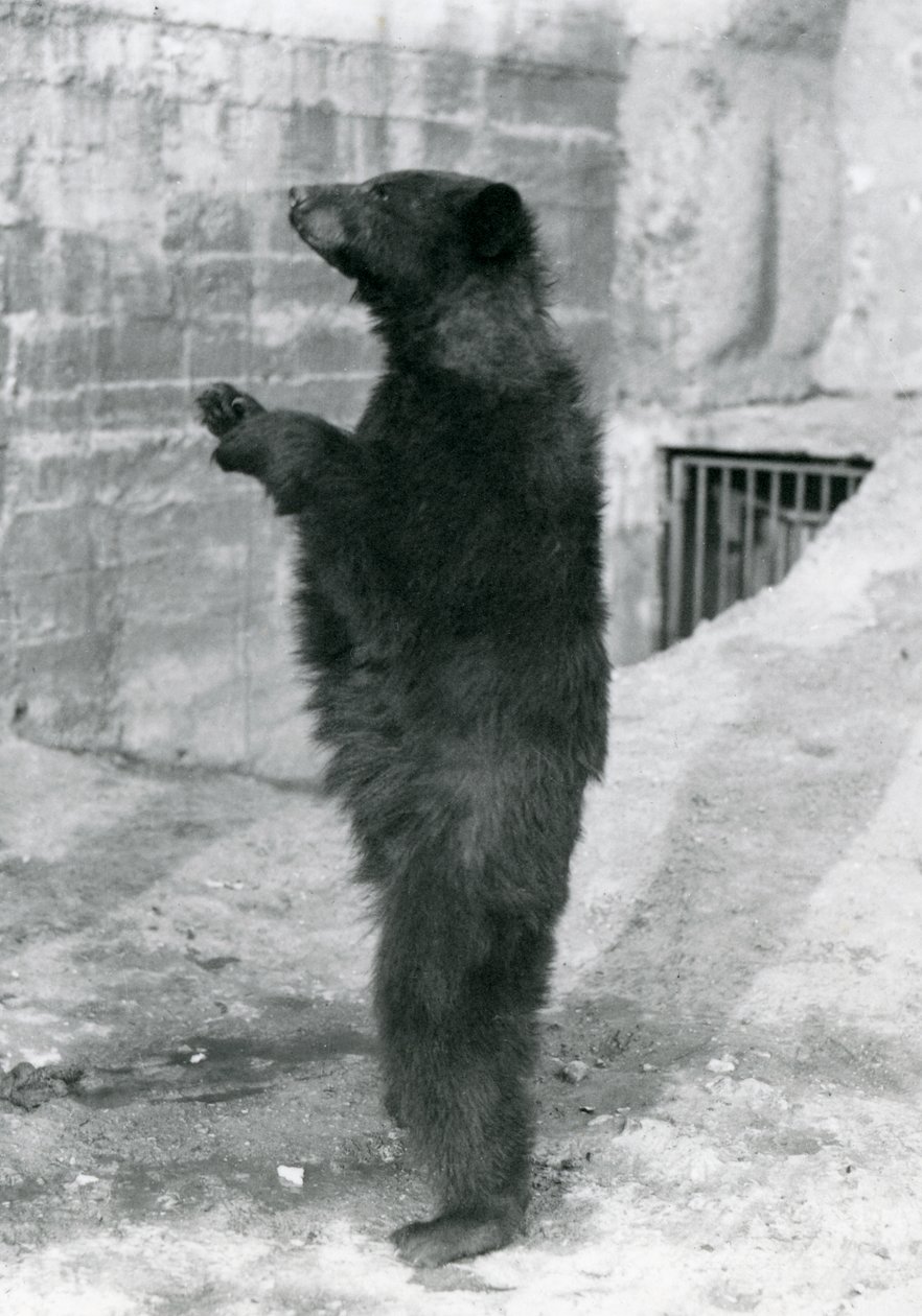 Czarny niedźwiedź stojący prosto w swoim wybiegu, na tarasach Mappin, w londyńskim zoo w 1921 r. (zdjęcie bw) autorstwa Frederick William Bond
