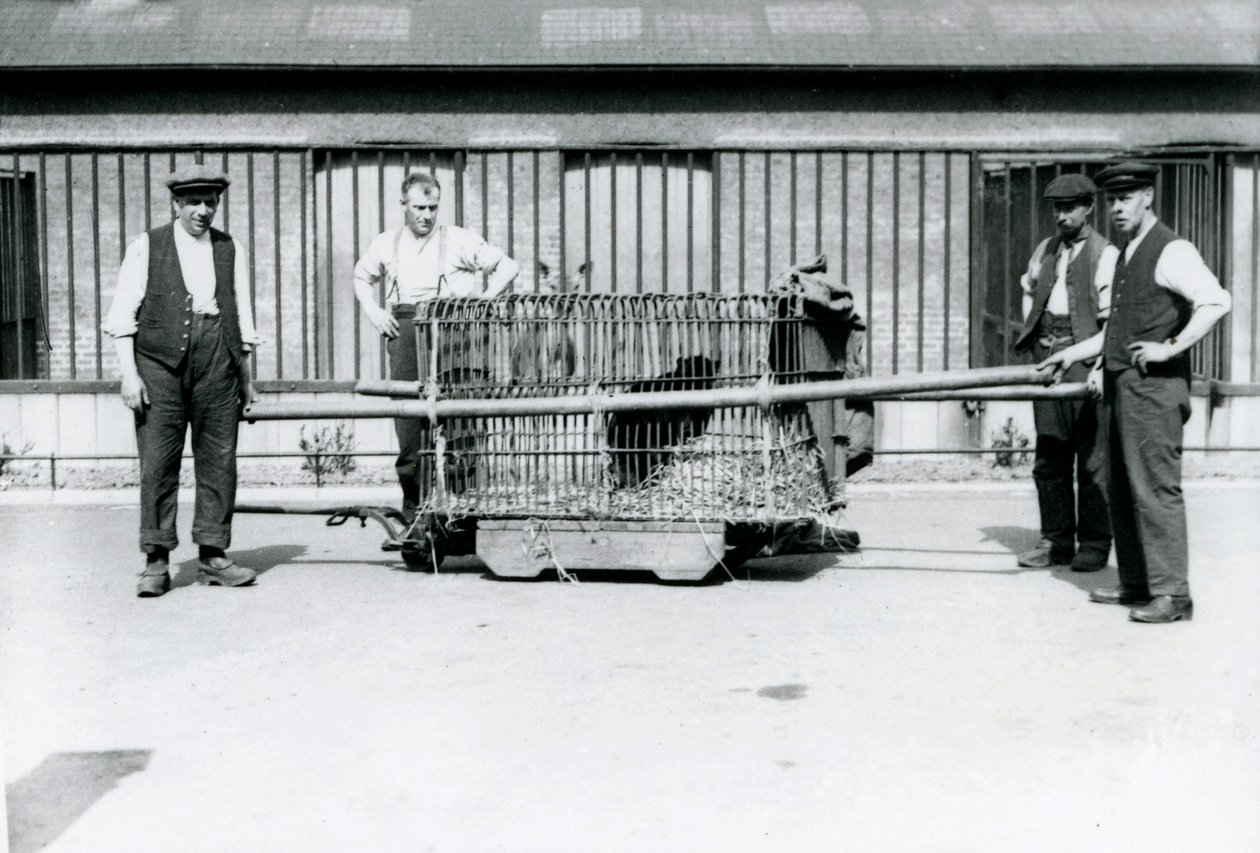 Czarny lampart przewożony w klatce przez opiekunów w londyńskim zoo, czerwiec 1922 r. autorstwa Frederick William Bond