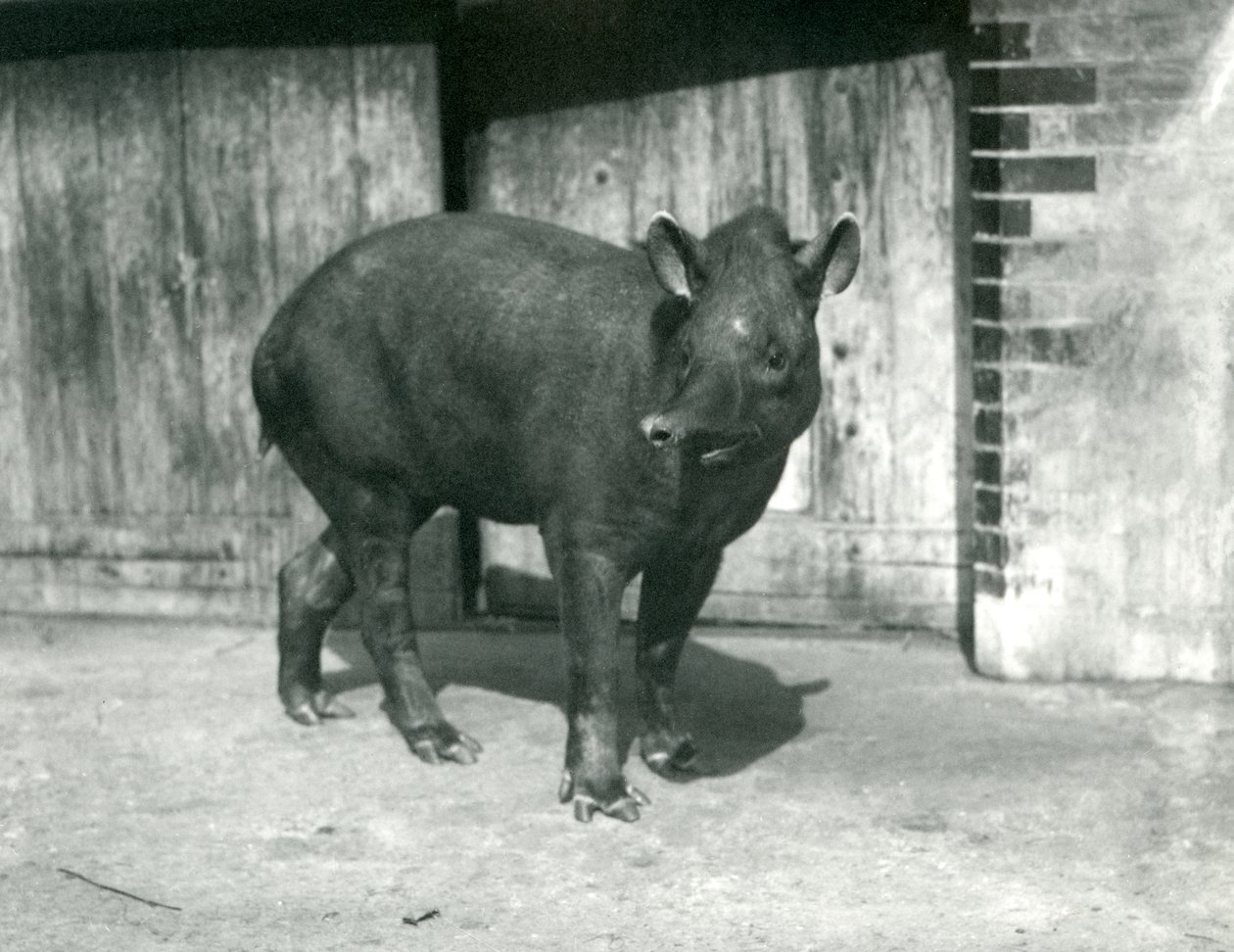 Tapir brazylijski lub południowoamerykański w londyńskim zoo, wrzesień 1922 (bw photo) autorstwa Frederick William Bond
