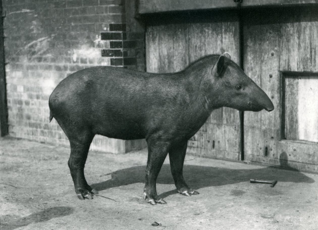 Tapir brazylijski lub południowoamerykański w londyńskim zoo, wrzesień 1922 (bw photo) autorstwa Frederick William Bond