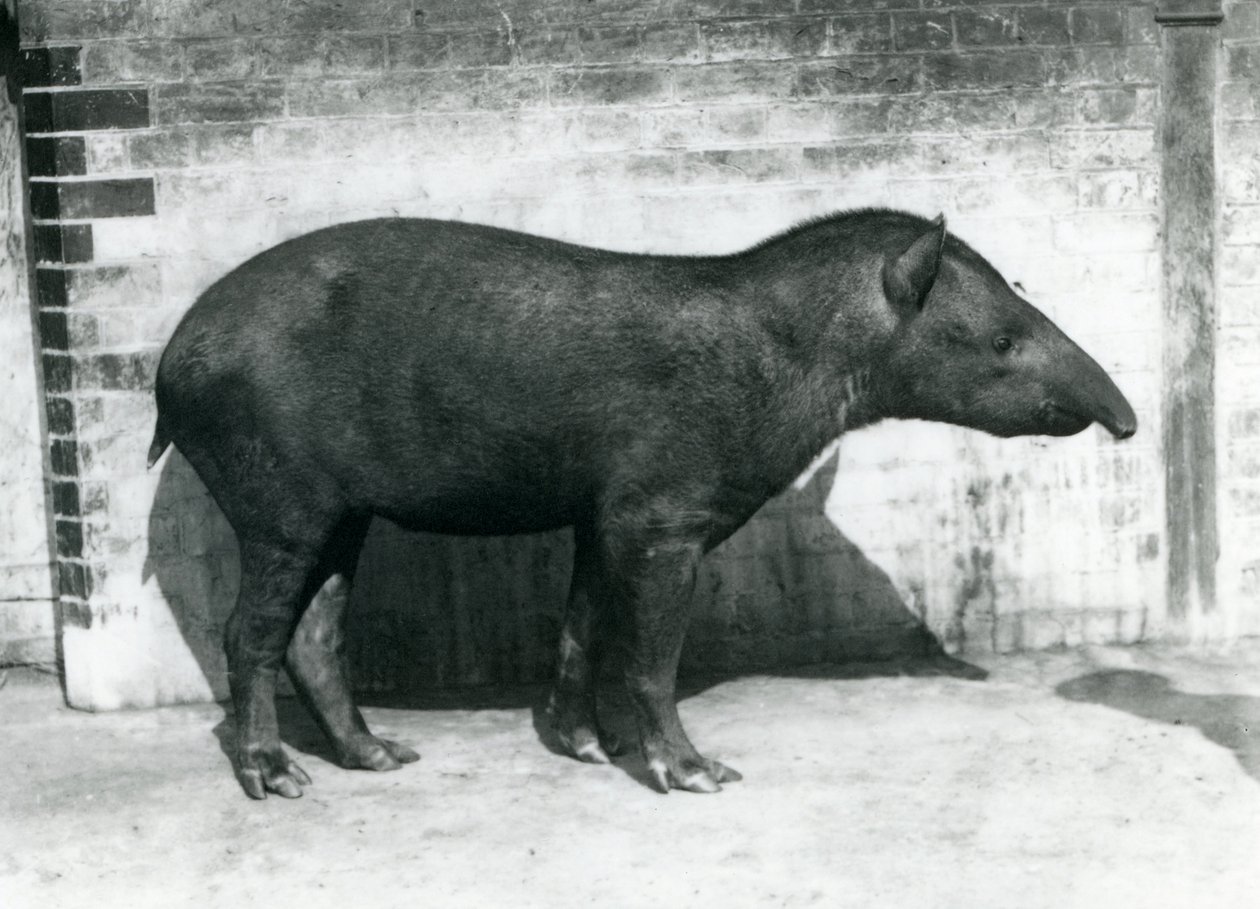 Brazylijski tapir południowoamerykański w londyńskim zoo, październik 1922 r. autorstwa Frederick William Bond