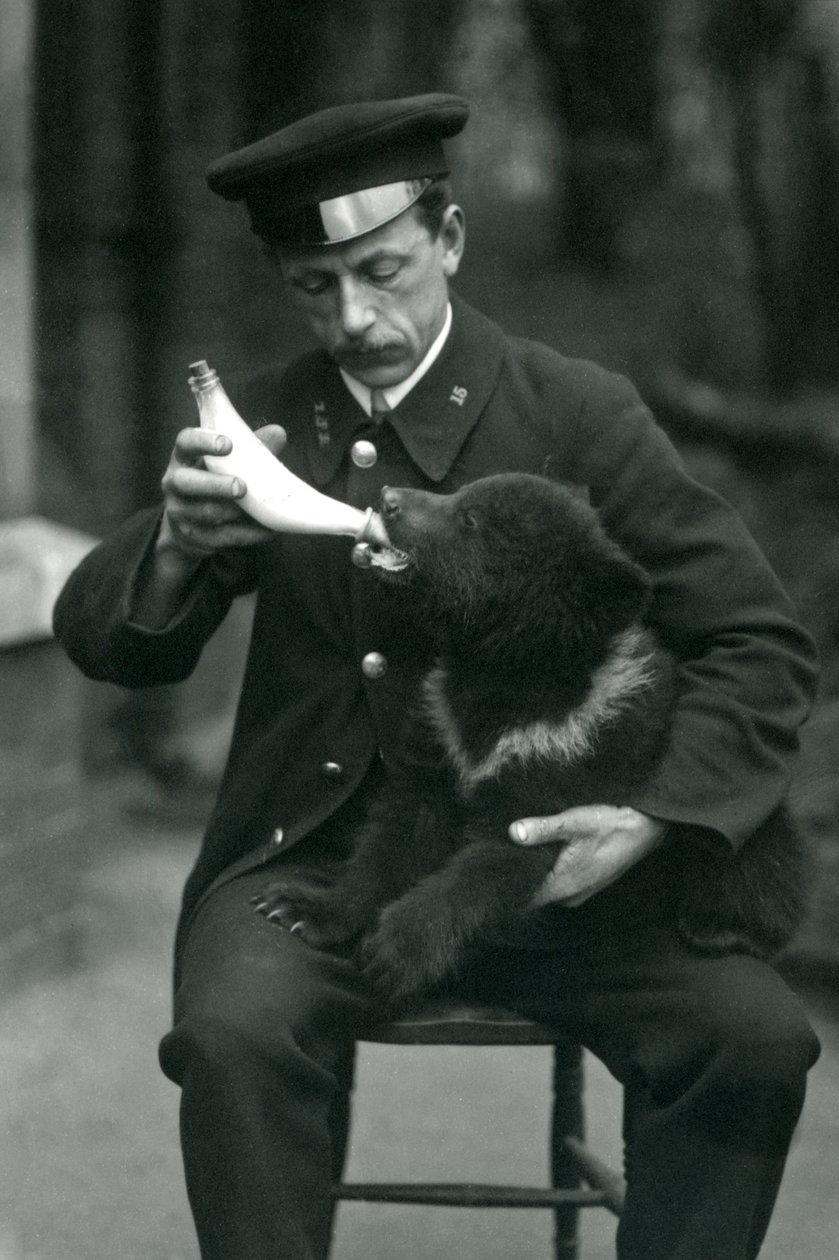 Niedźwiadek brunatny karmiony butelką przez opiekunkę Leslie Martin Flewin w londyńskim zoo w maju 1914 r autorstwa Frederick William Bond
