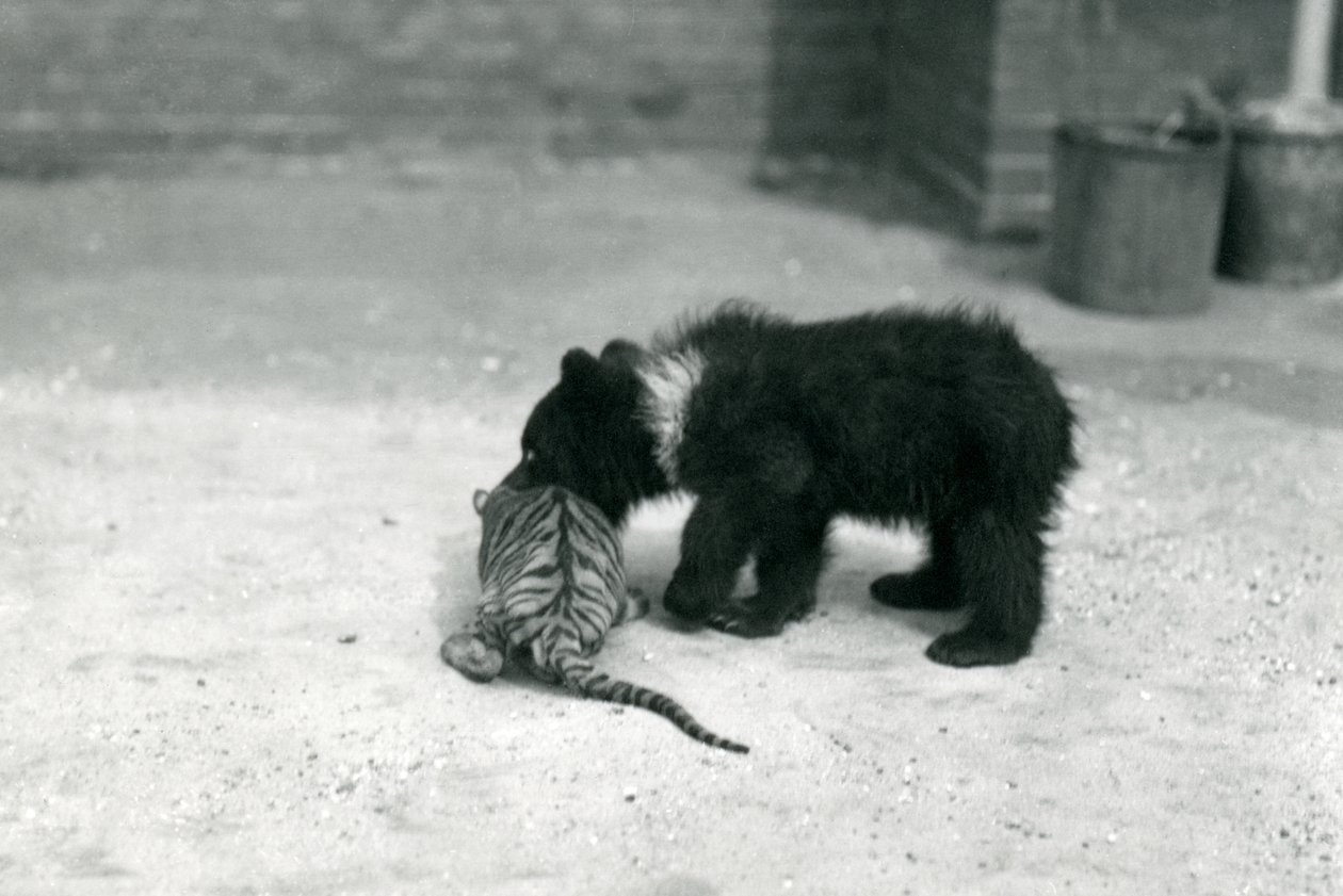 Młody niedźwiedź brunatny bawi się z tygrysem w londyńskim zoo, kwiecień 1914 r. autorstwa Frederick William Bond