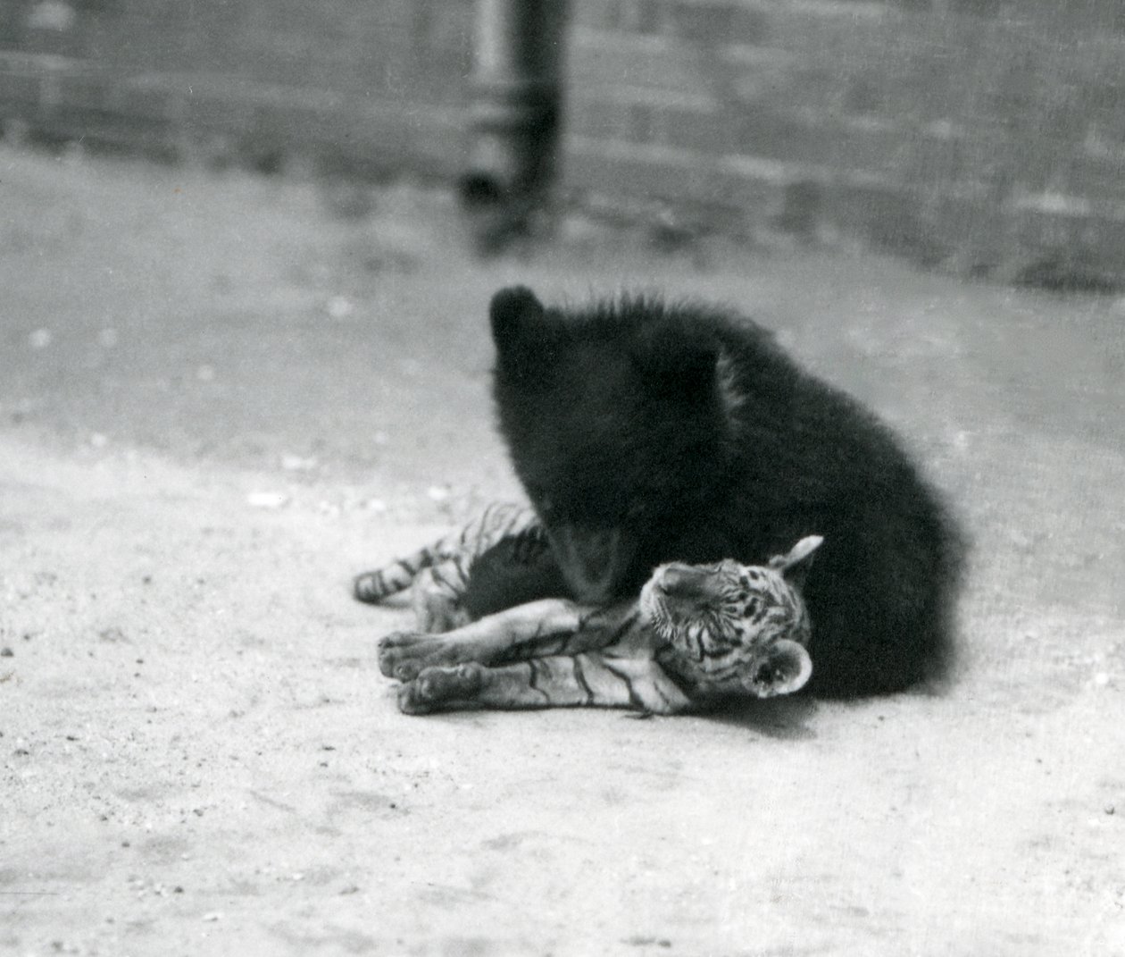 Młody niedźwiedź brunatny bawi się z tygrysem w londyńskim zoo, kwiecień 1914 r. autorstwa Frederick William Bond