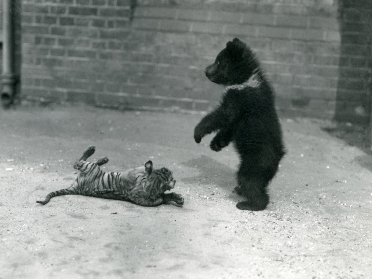Młody niedźwiedź brunatny bawi się z tygrysem w londyńskim zoo, kwiecień 1914 r. autorstwa Frederick William Bond