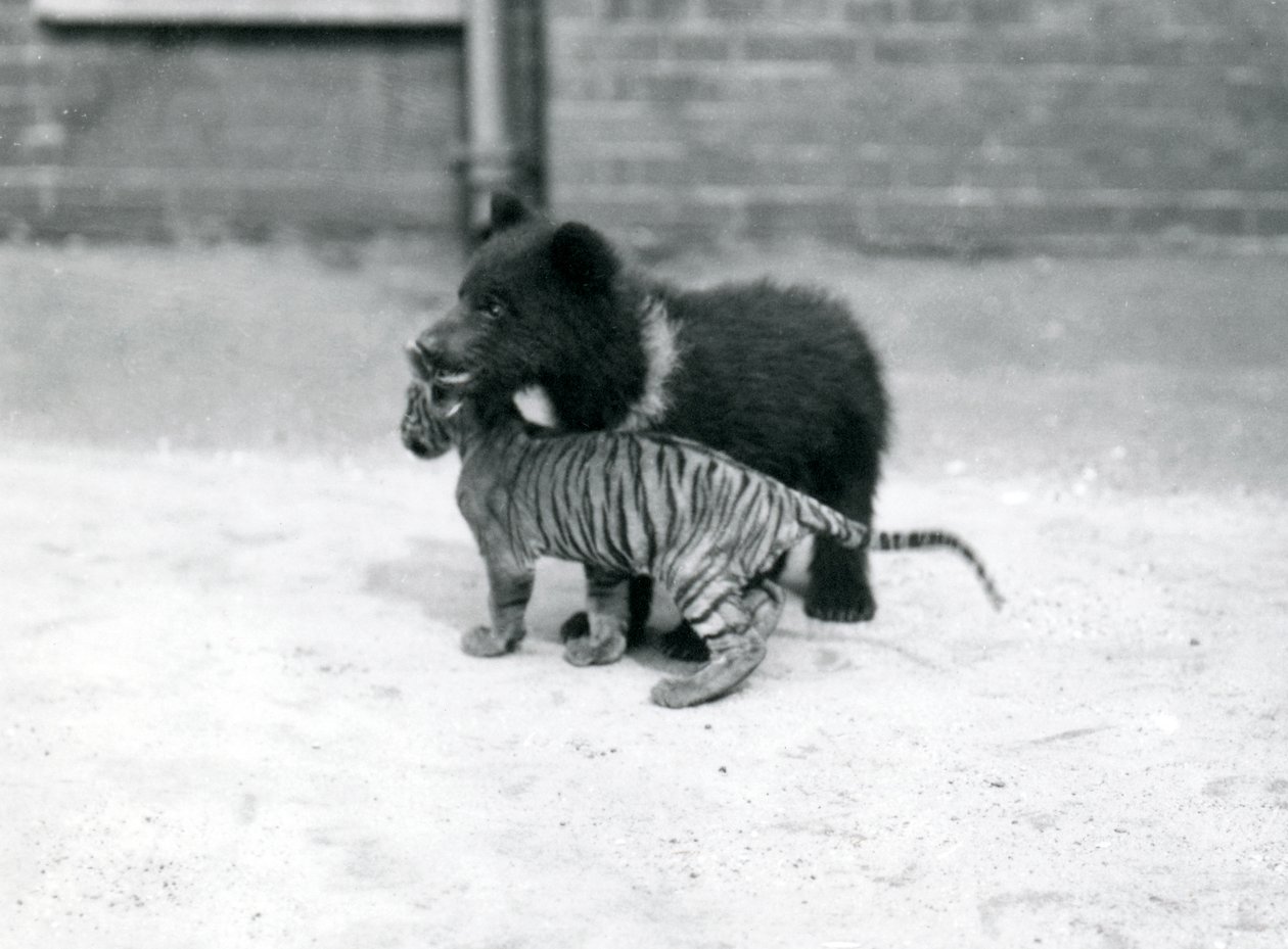 Młody niedźwiedź brunatny bawi się z tygrysem w londyńskim zoo, kwiecień 1914 autorstwa Frederick William Bond