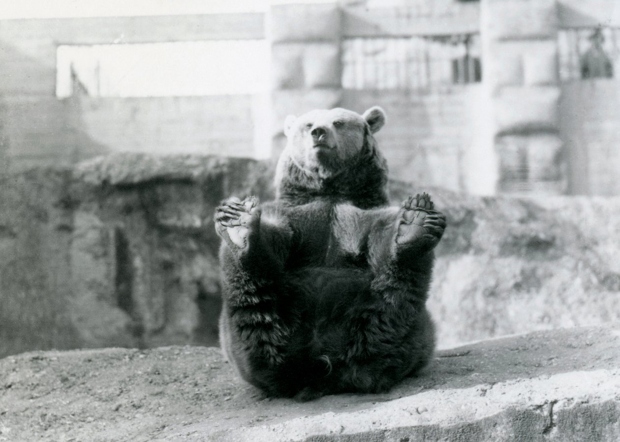 Niedźwiedź brunatny siedzący z powrotem i trzymający łapy za tylne łapy, Mappin Terraces, londyńskie zoo, sierpień 1921 autorstwa Frederick William Bond