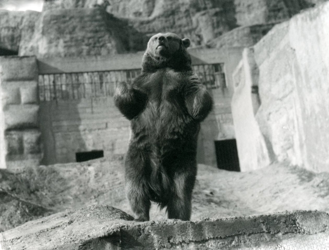 Niedźwiedź brunatny stoi wyprostowany na tylnych łapach, Mappin Terraces, London Zoo, sierpień 1921 autorstwa Frederick William Bond